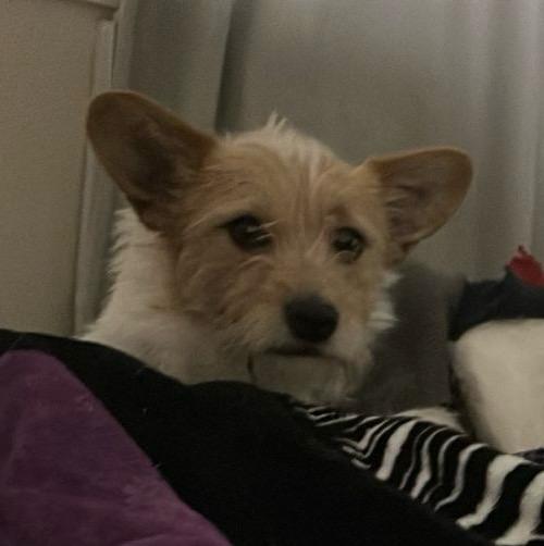 Pet Profile Image