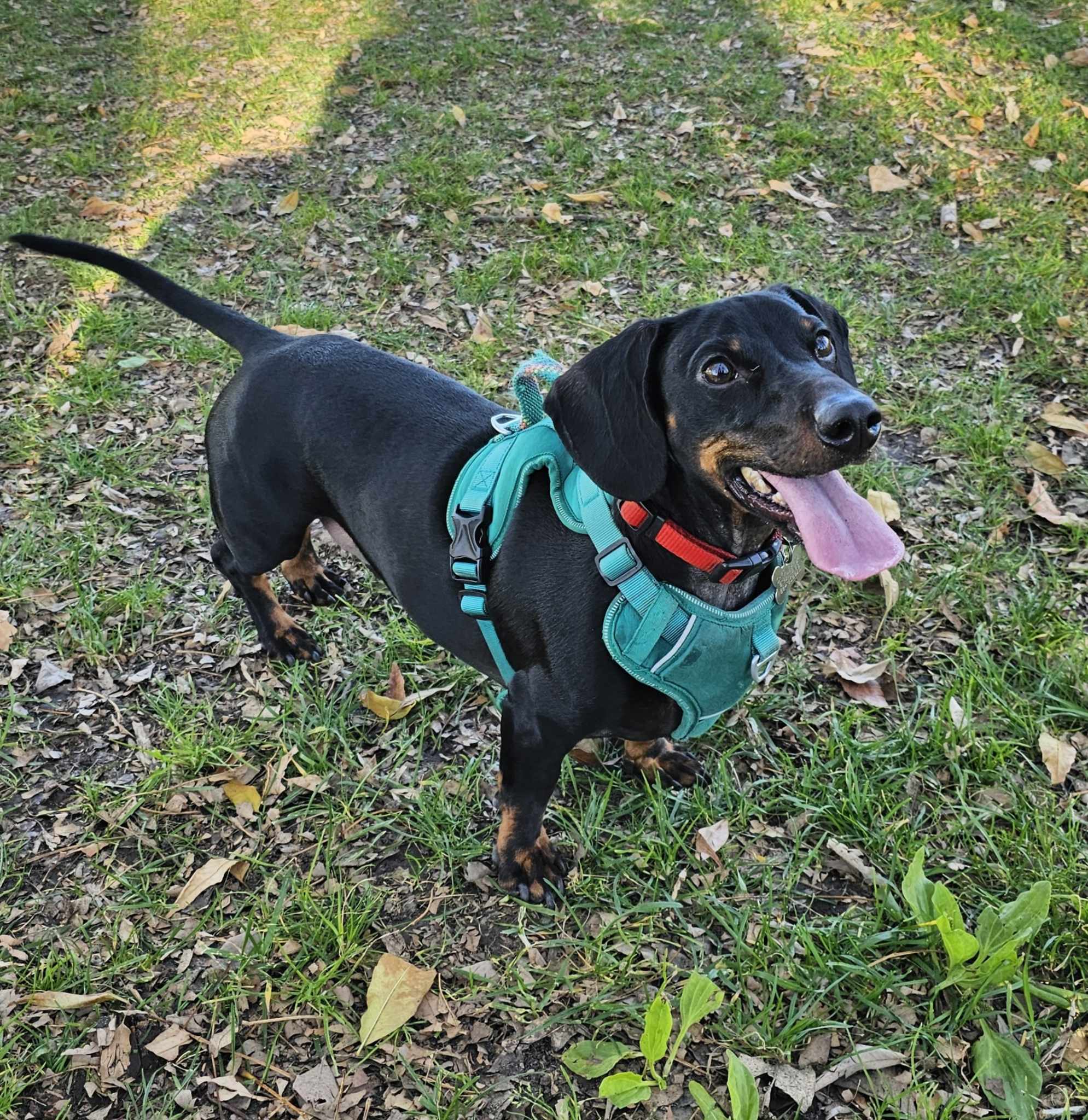 Pet Profile Image