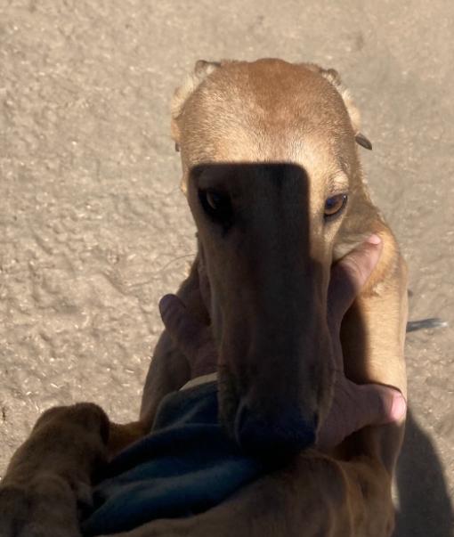 Pet Profile Image