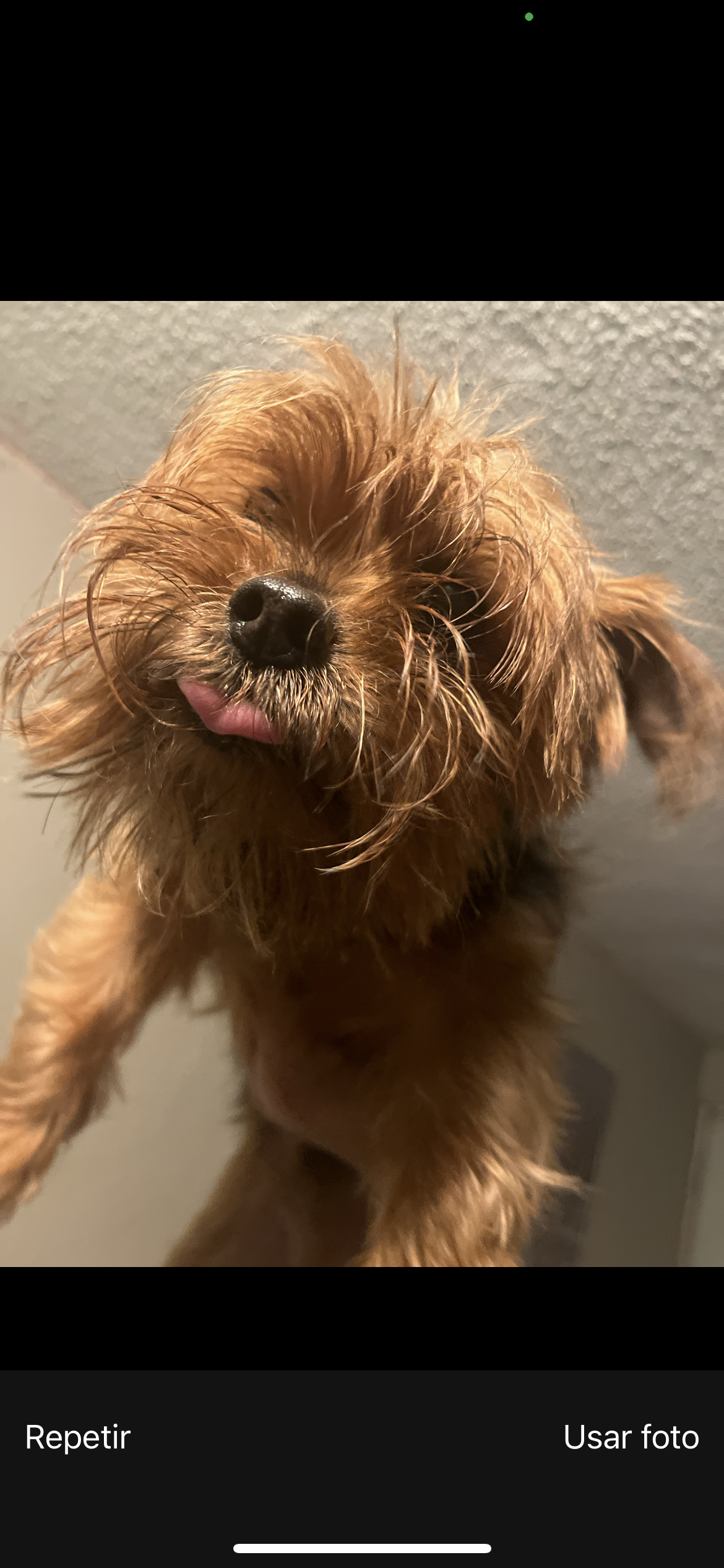 Pet Profile Image