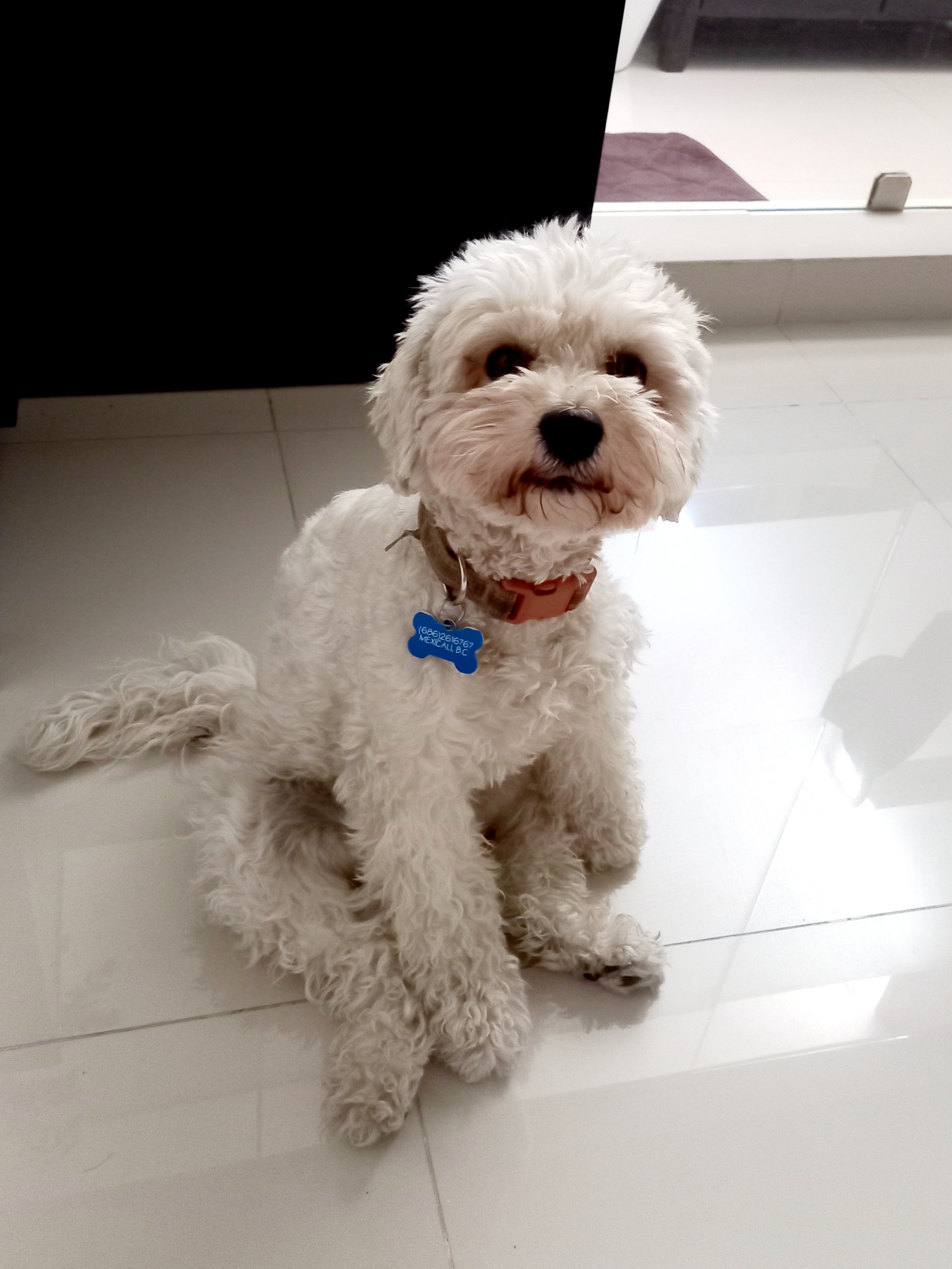 Pet Profile Image