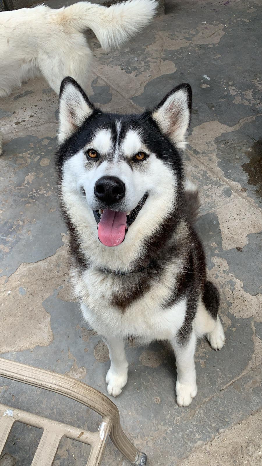Pet Profile Image