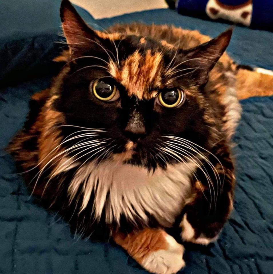 Pet Profile Image