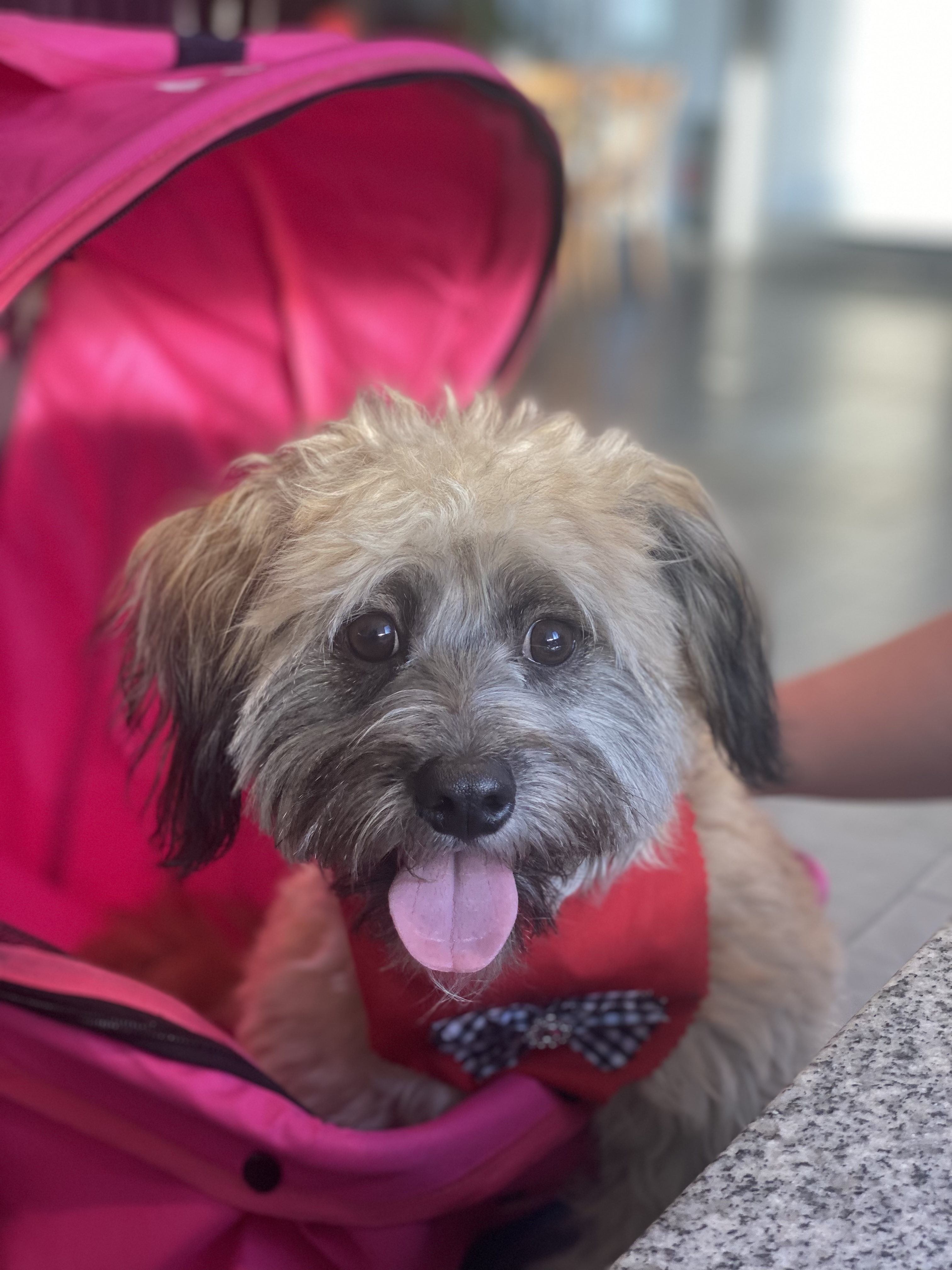 Pet Profile Image