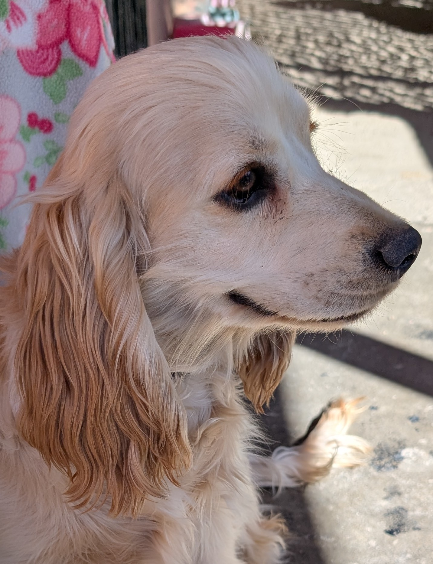 Pet Profile Image
