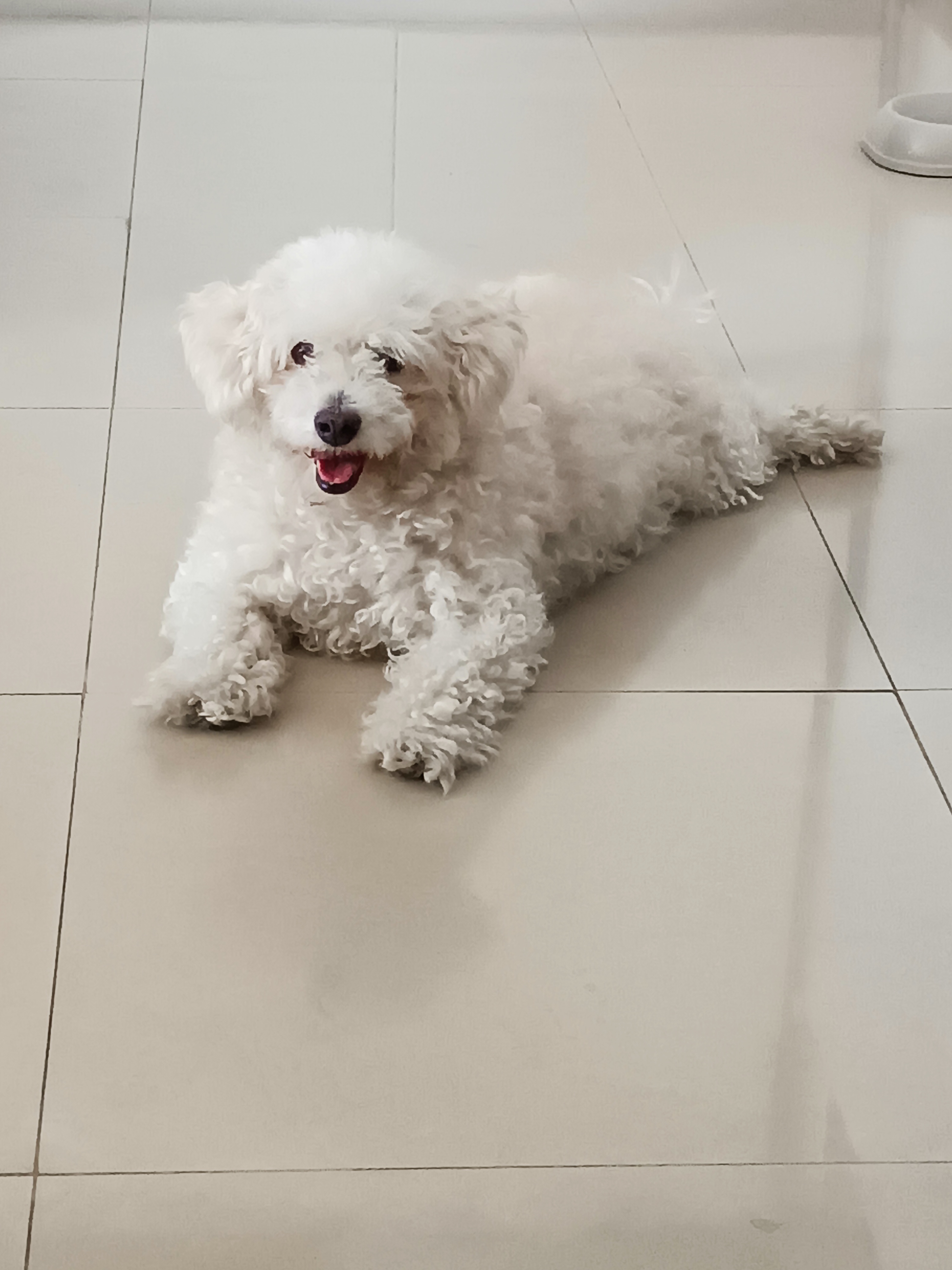 Pet Profile Image