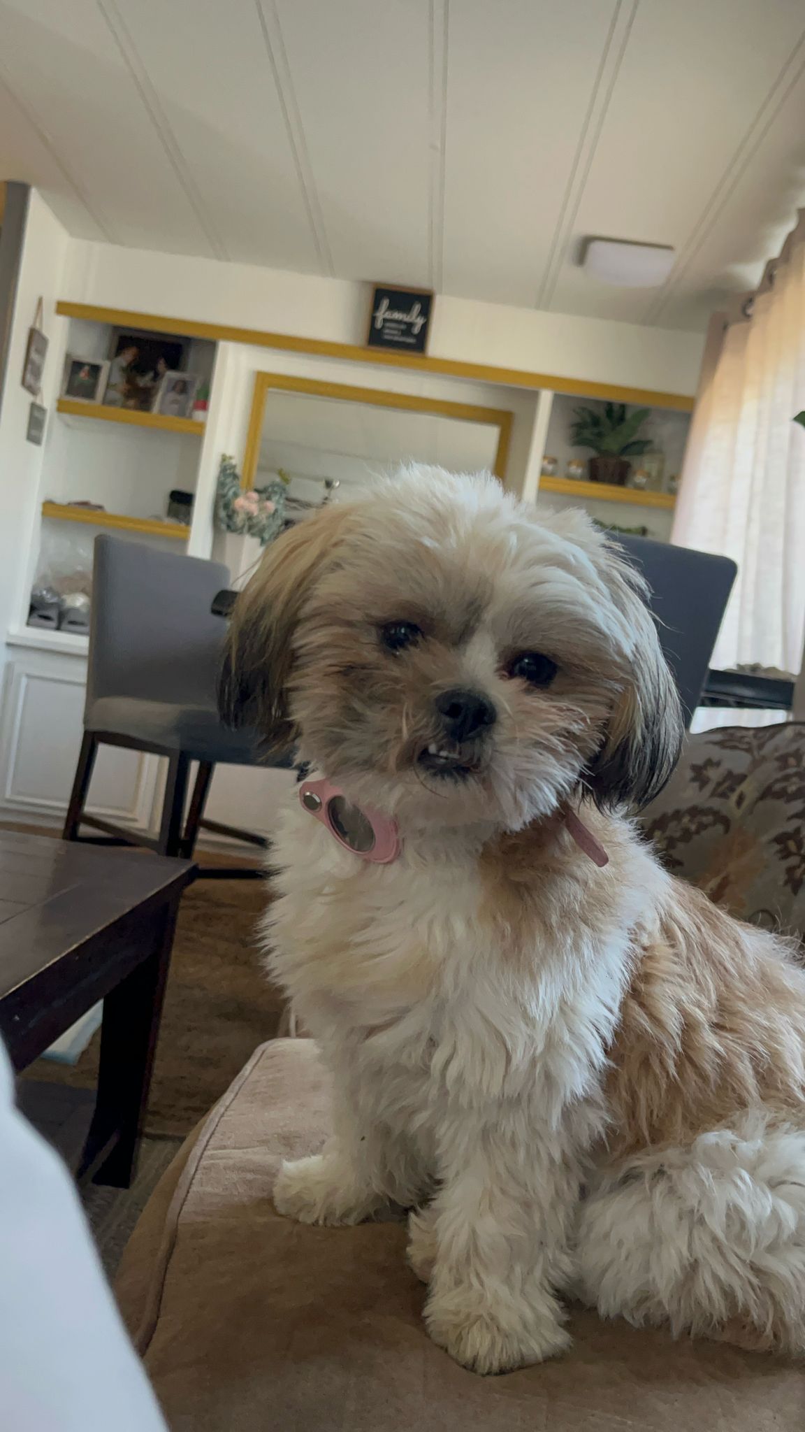 Pet Profile Image