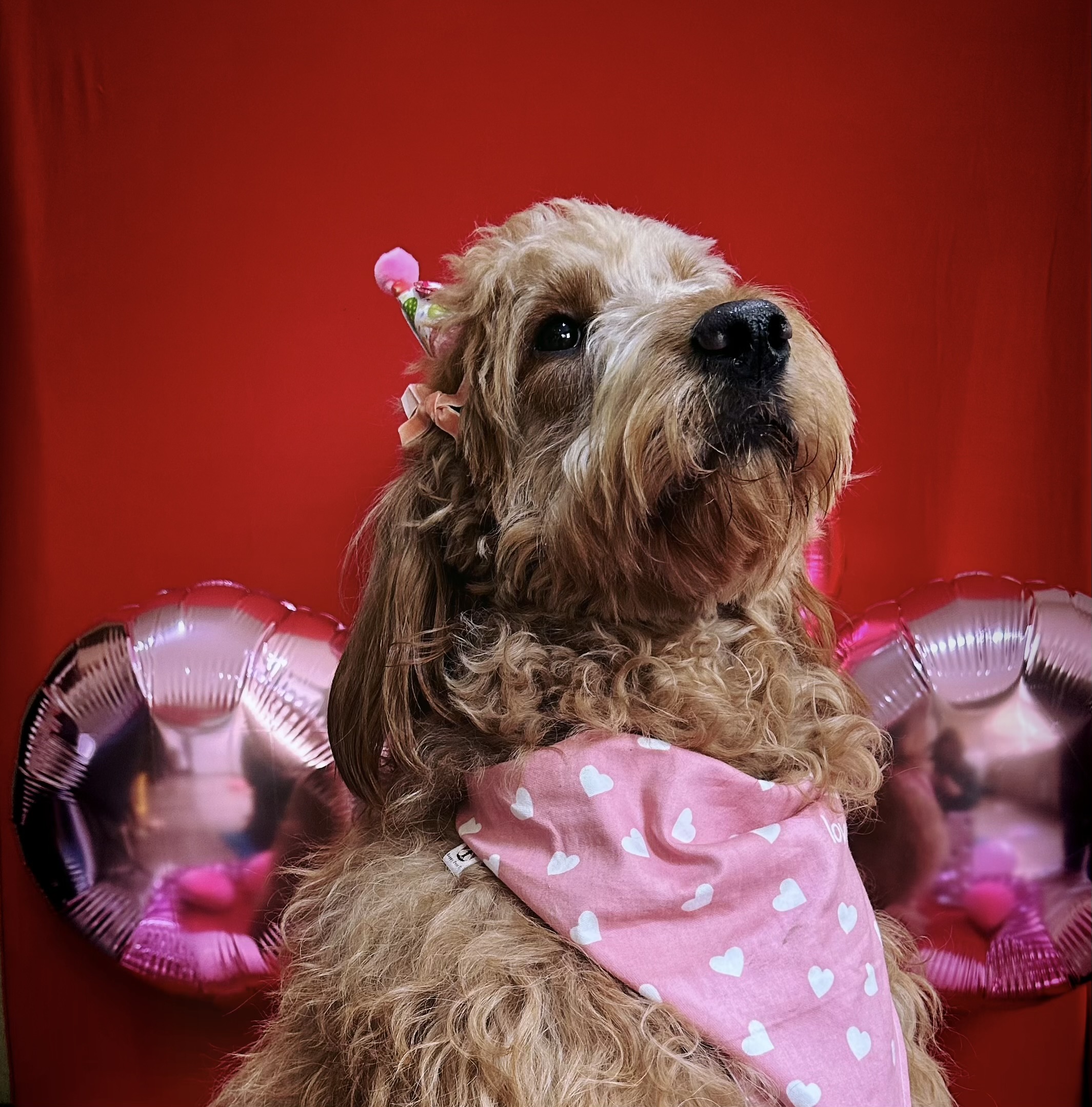 Pet Profile Image
