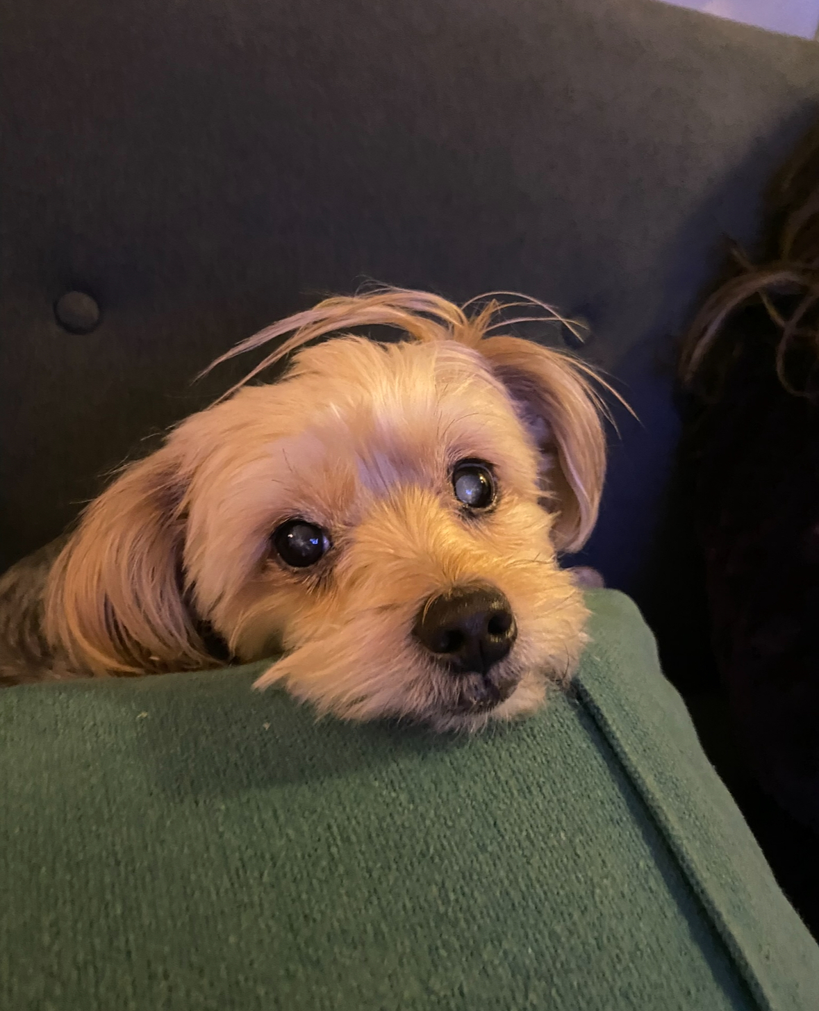 Pet Profile Image