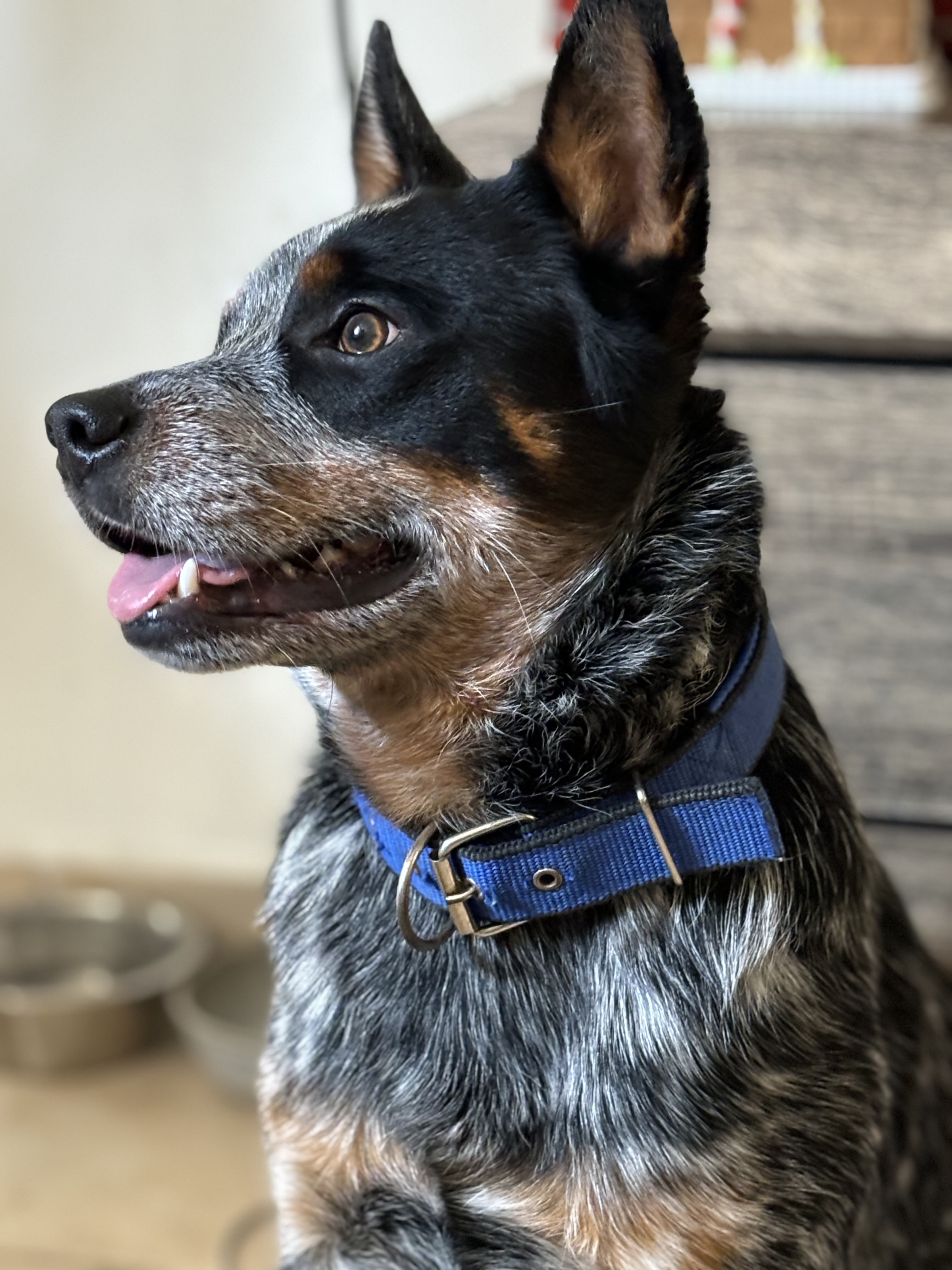 Pet Profile Image