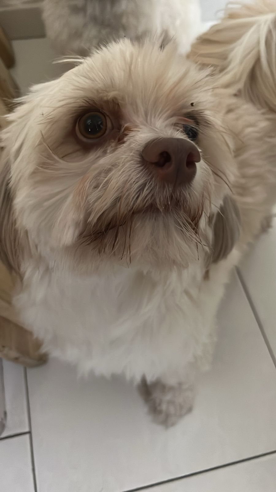 Pet Profile Image