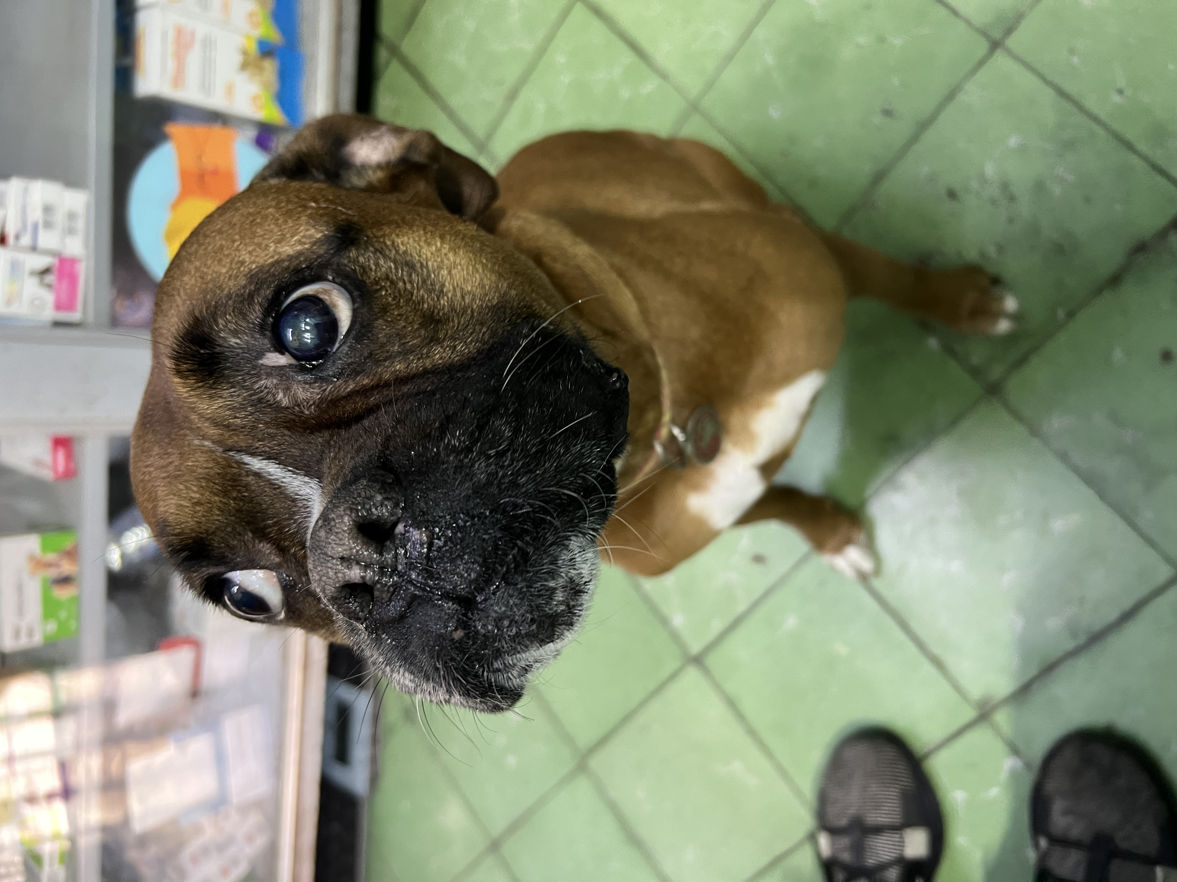 Pet Profile Image