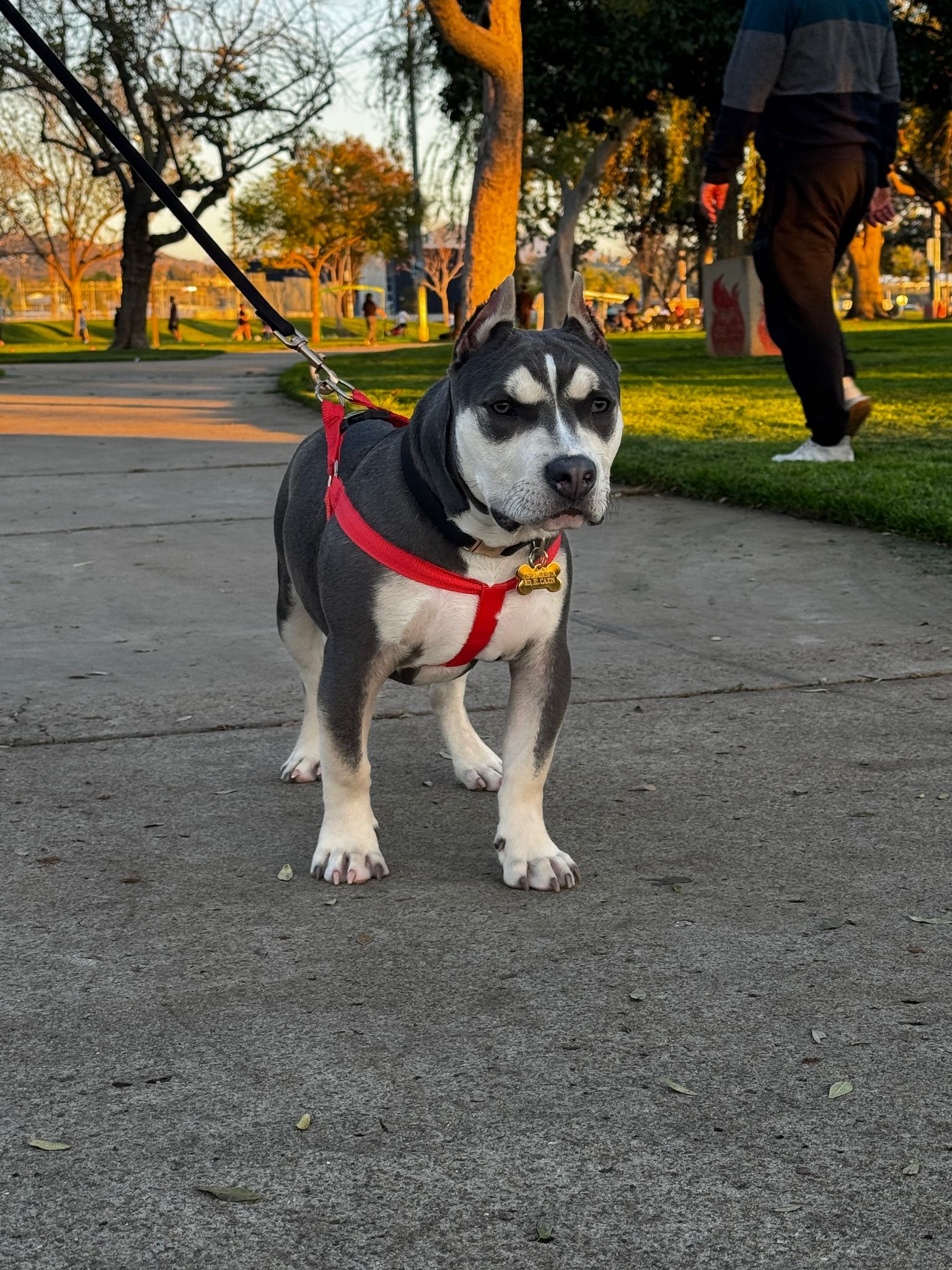 Pet Profile Image