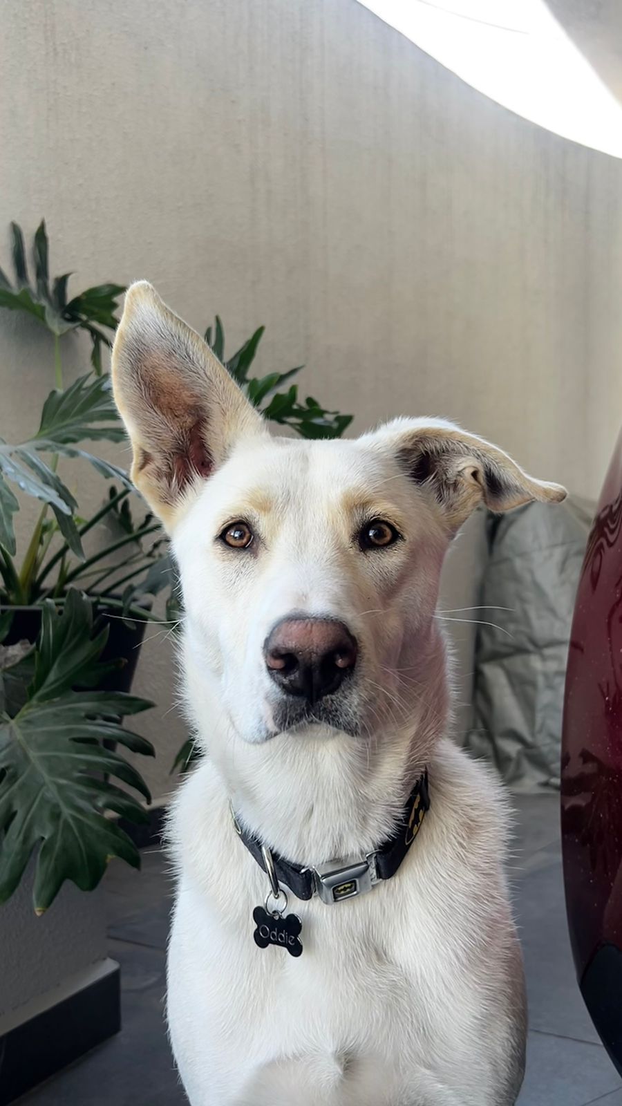Pet Profile Image