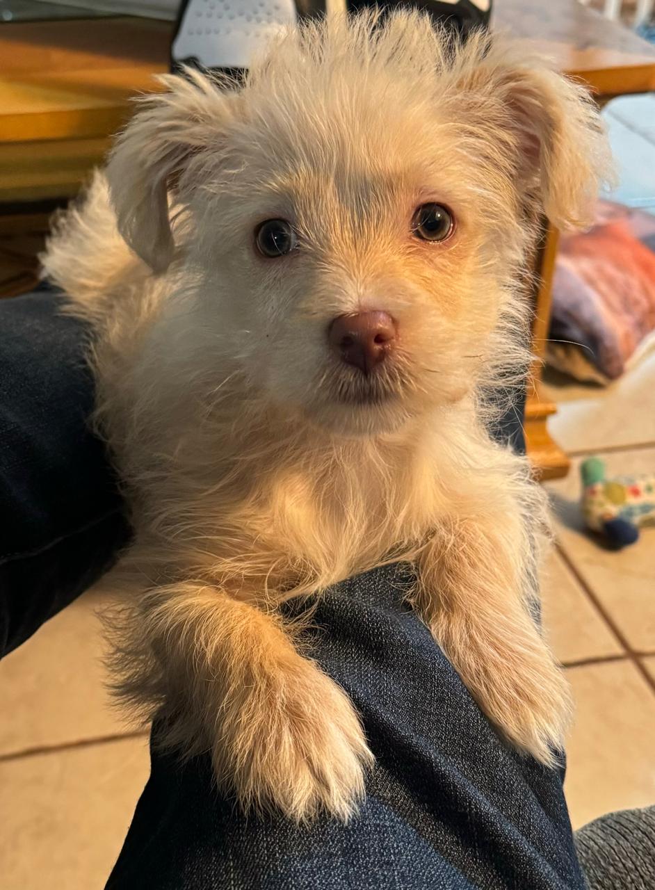 Pet Profile Image