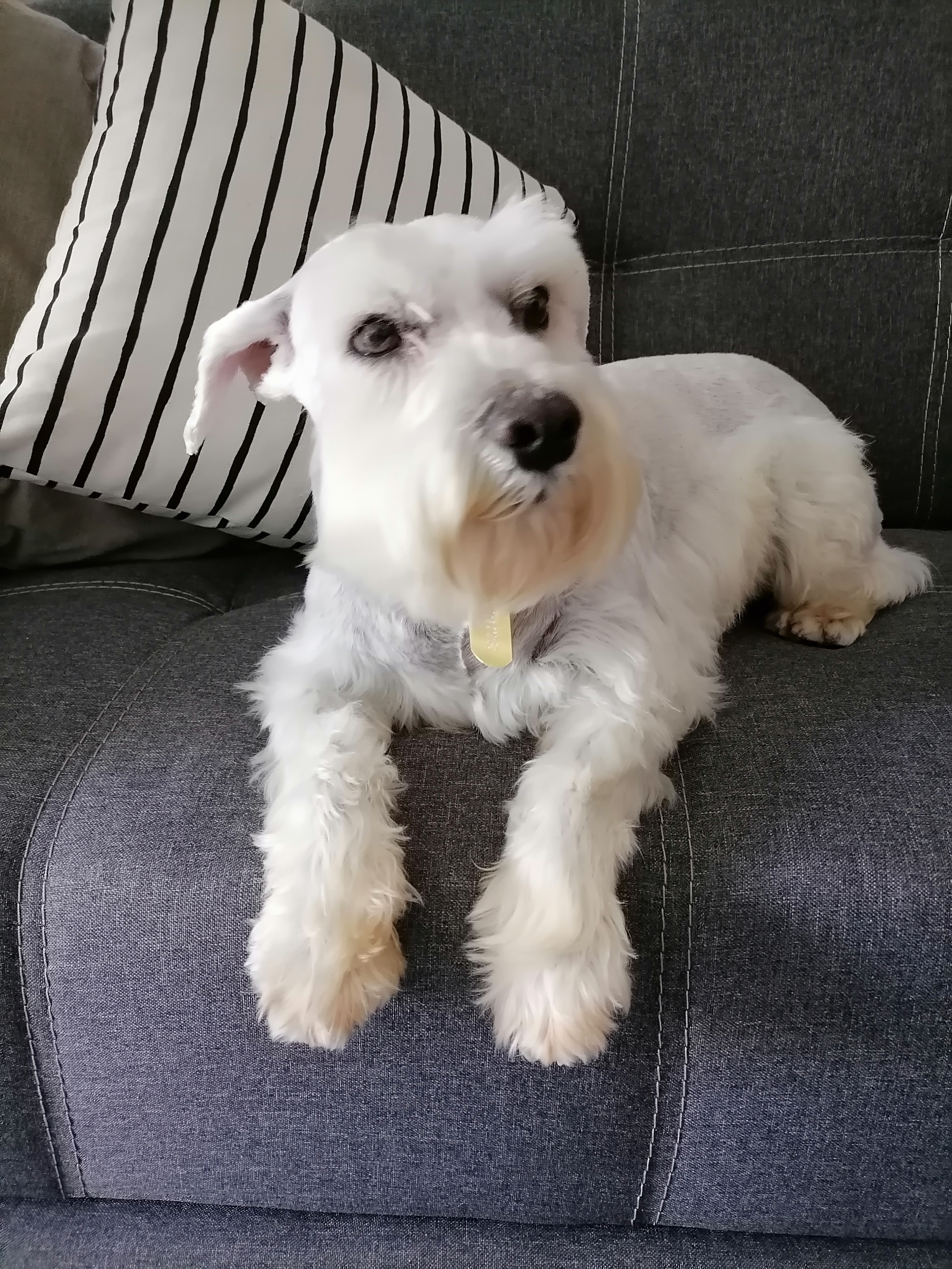 Pet Profile Image