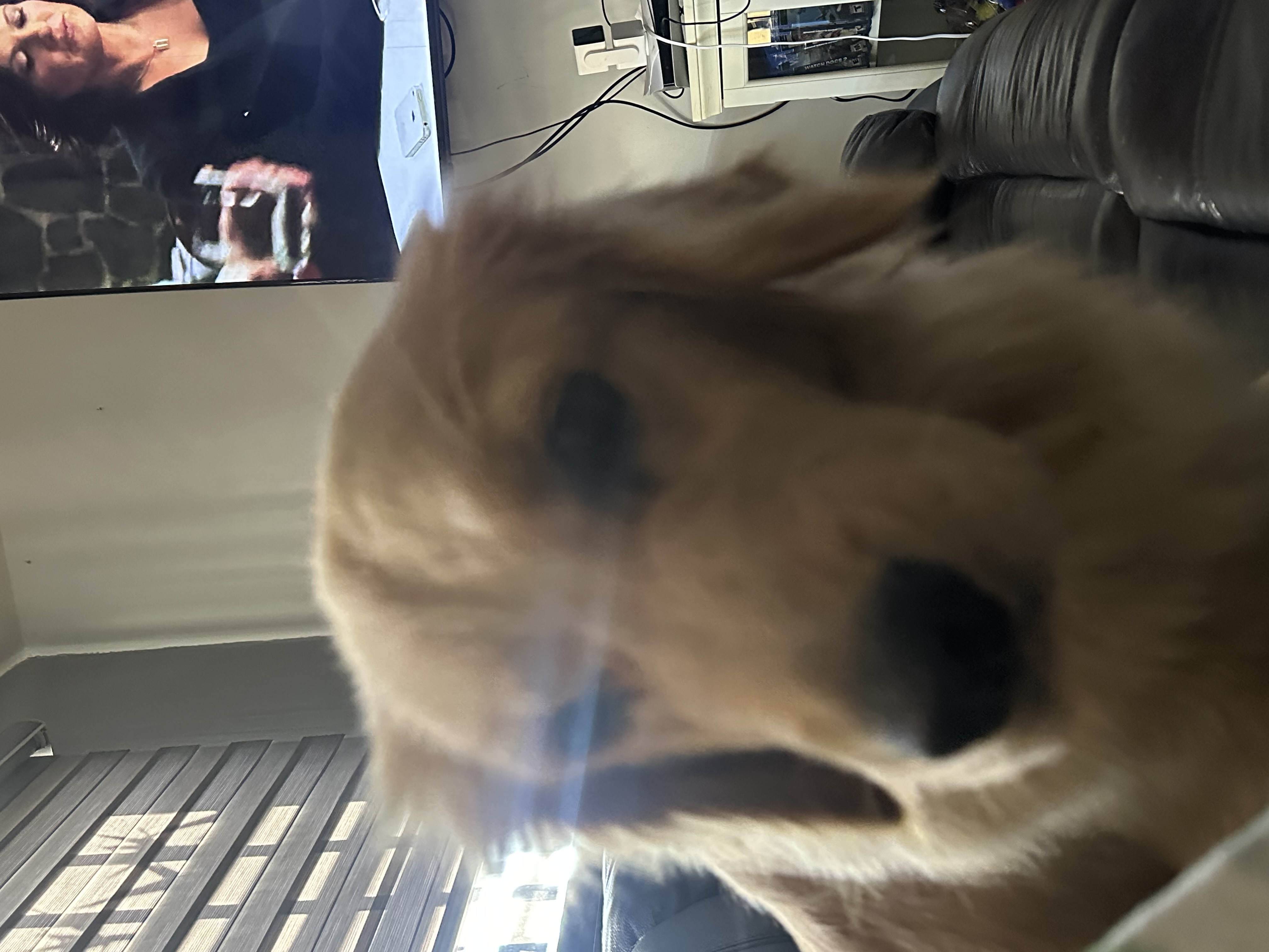 Pet Profile Image