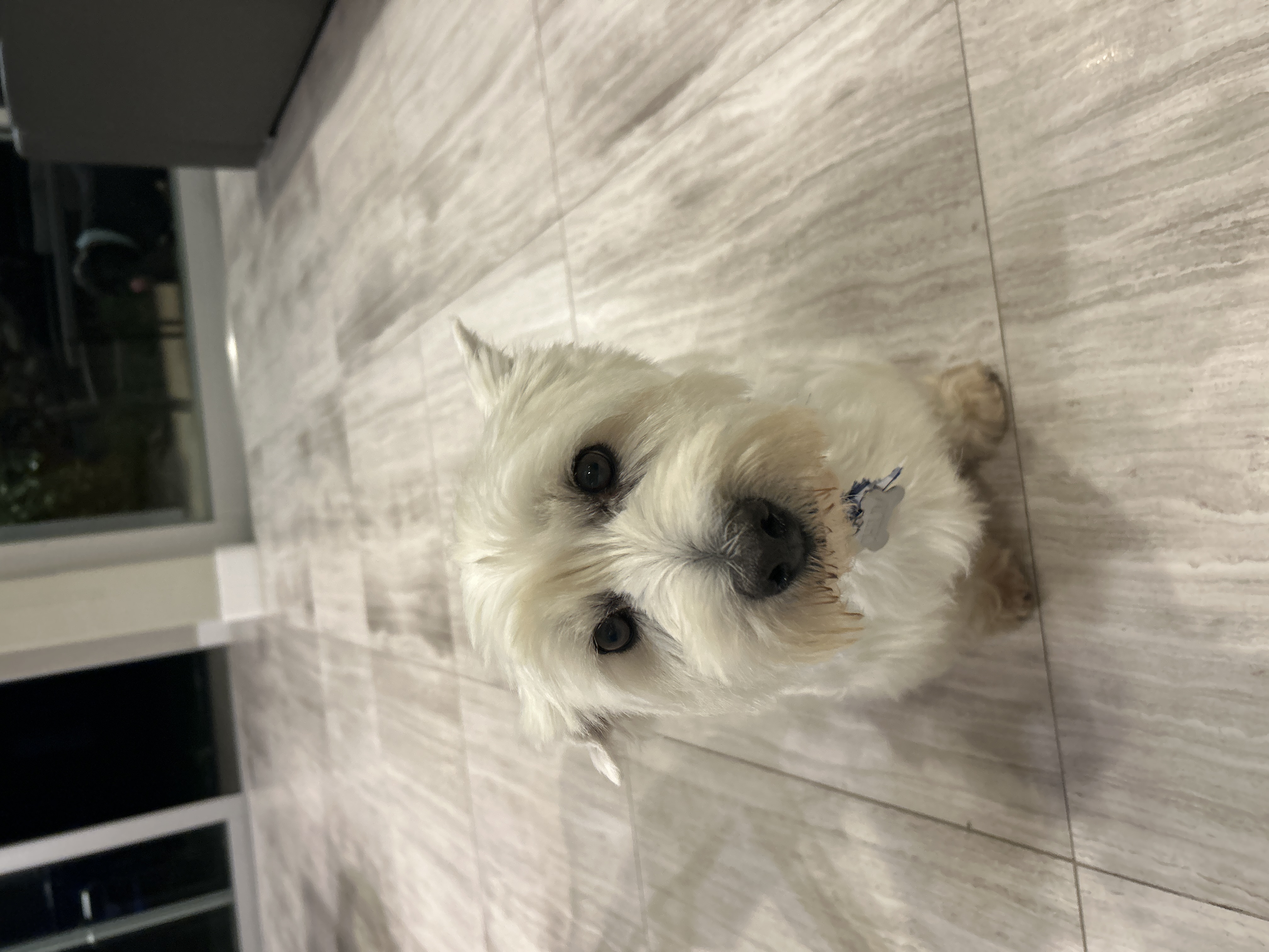 Pet Profile Image