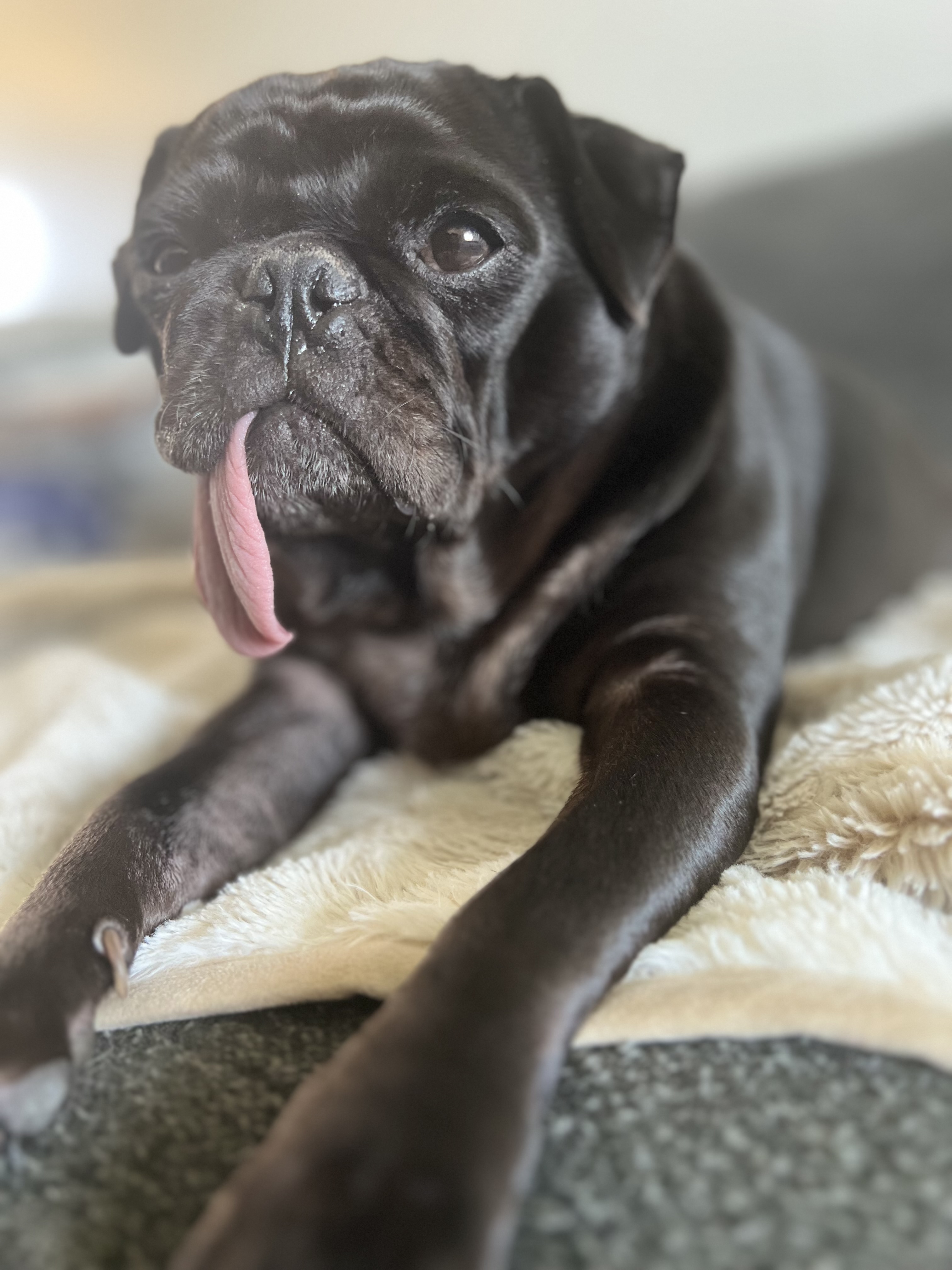 Pet Profile Image