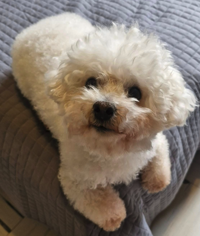 Pet Profile Image