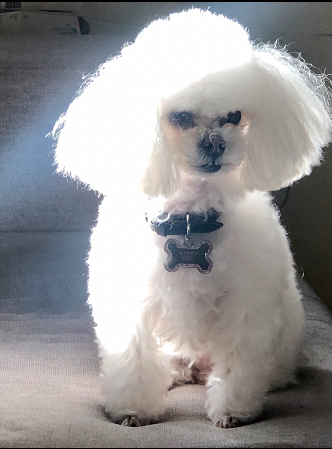 Pet Profile Image