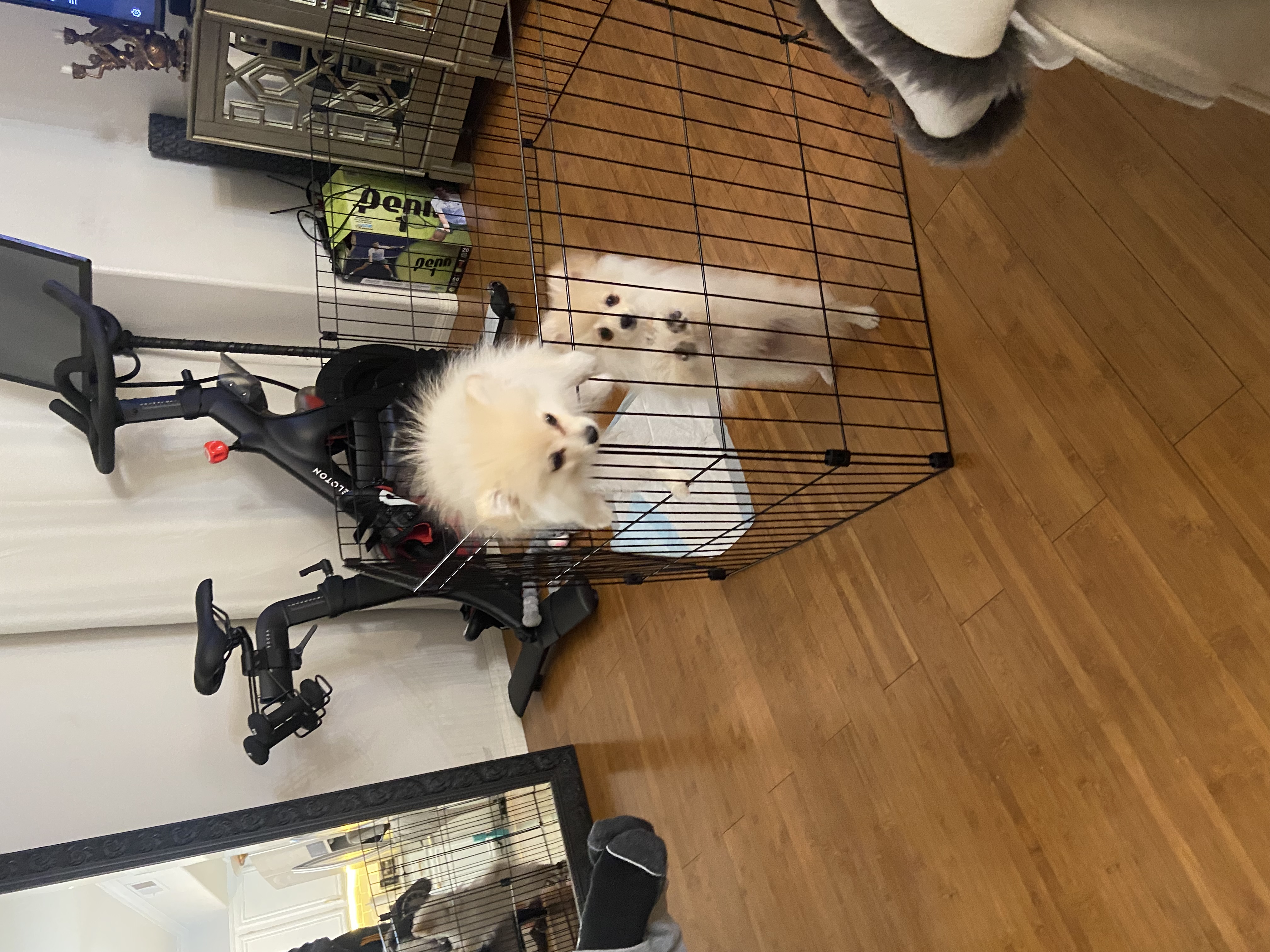 Pet Profile Image