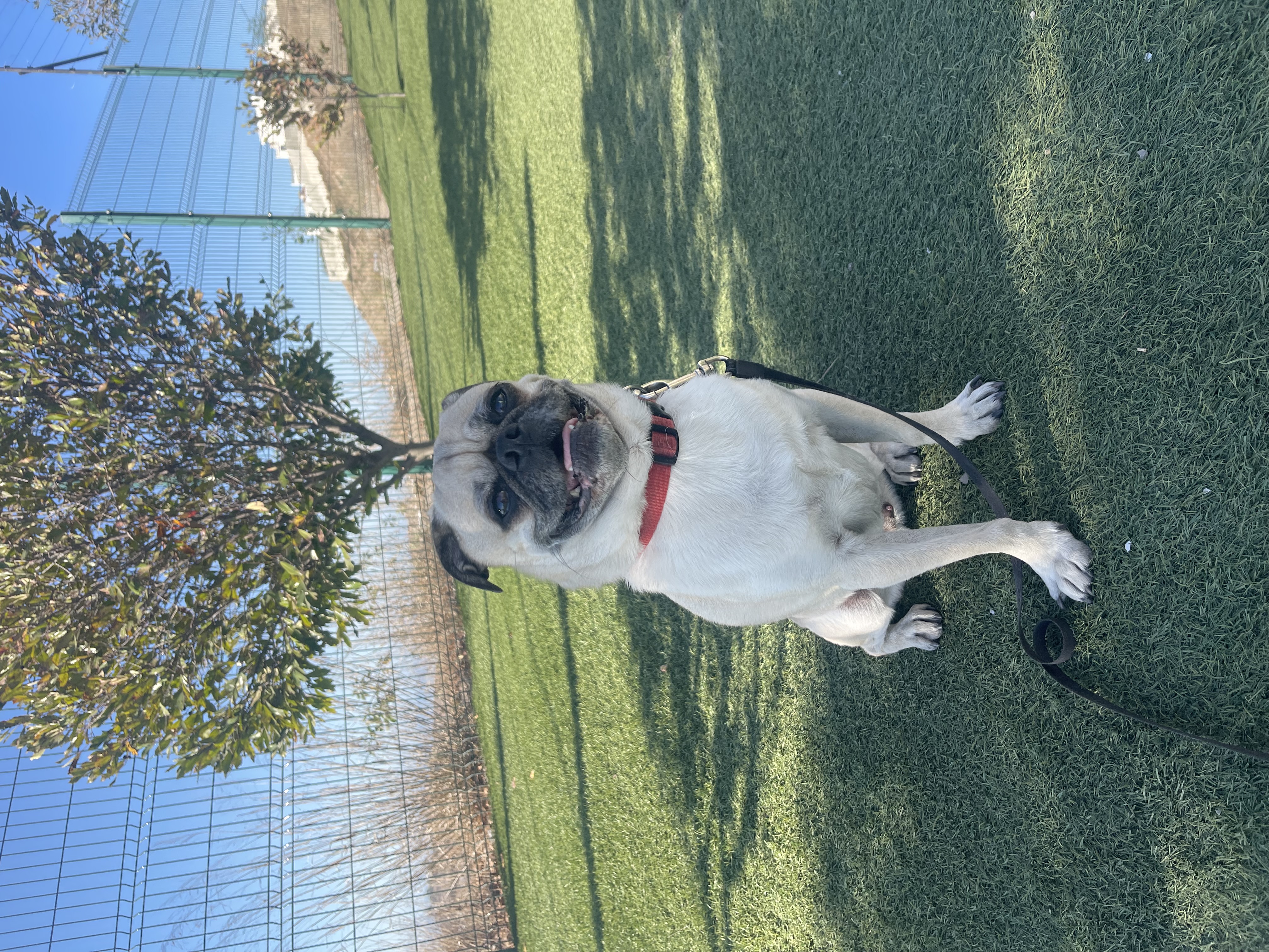 Pet Profile Image