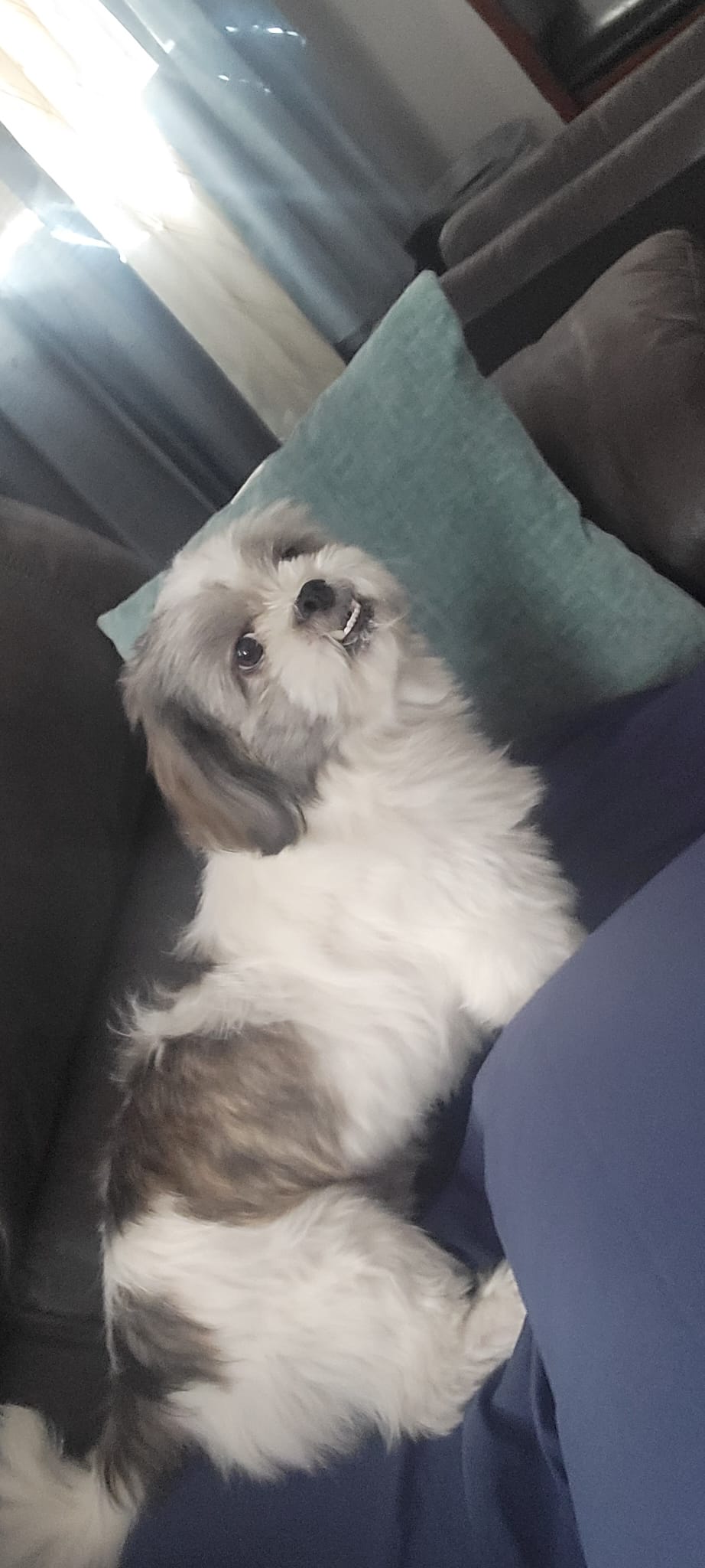 Pet Profile Image