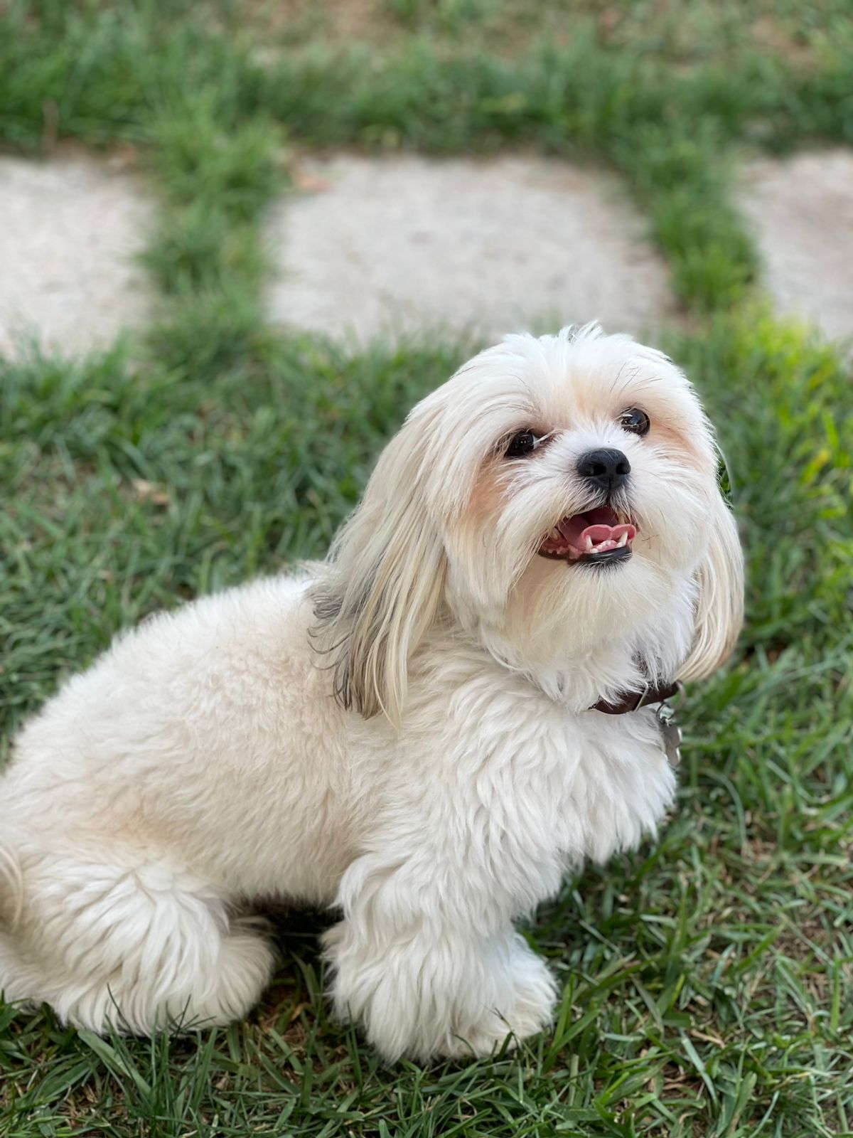 Pet Profile Image