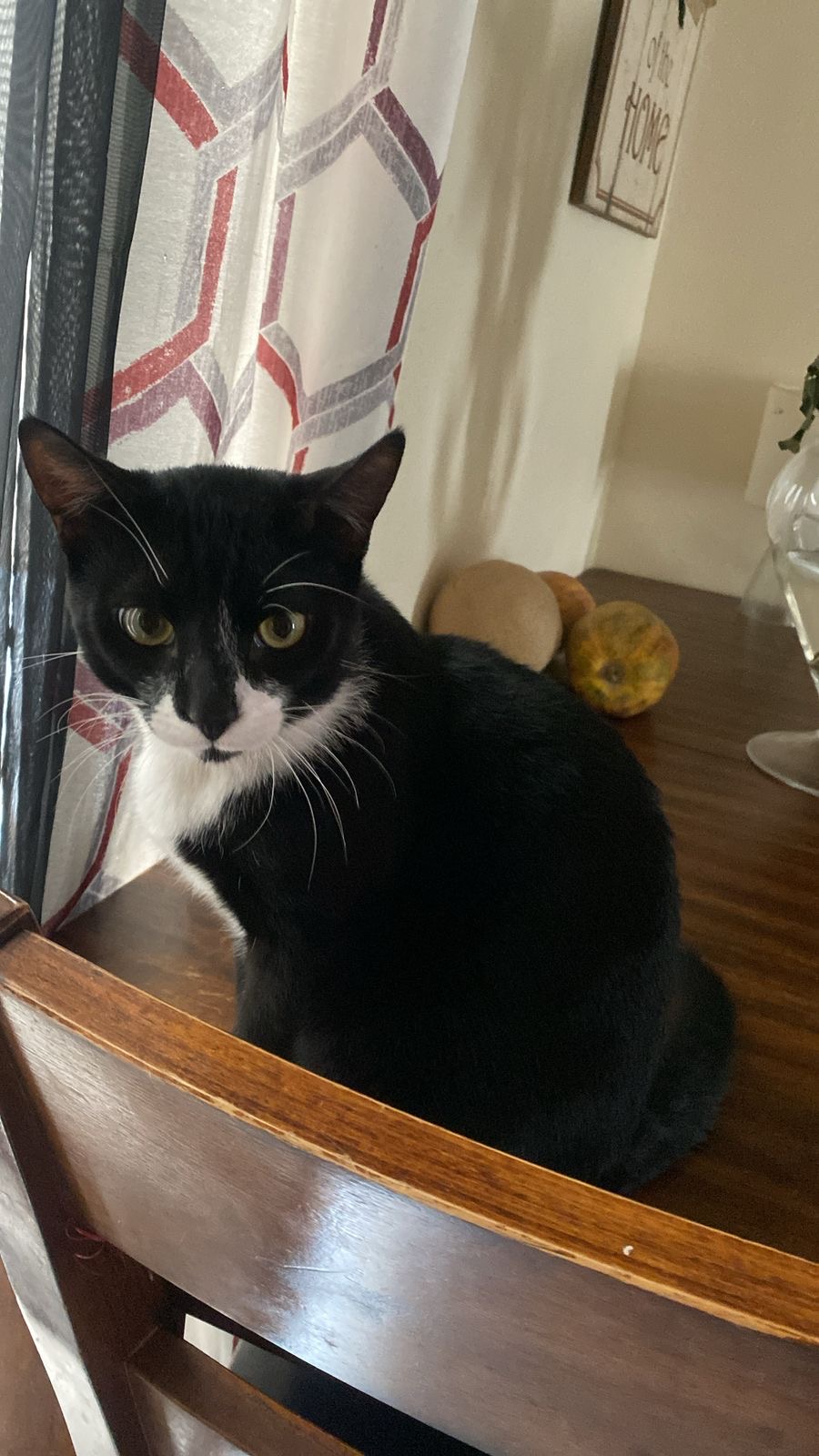 Pet Profile Image