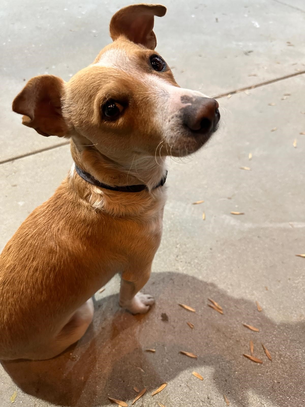 Pet Profile Image