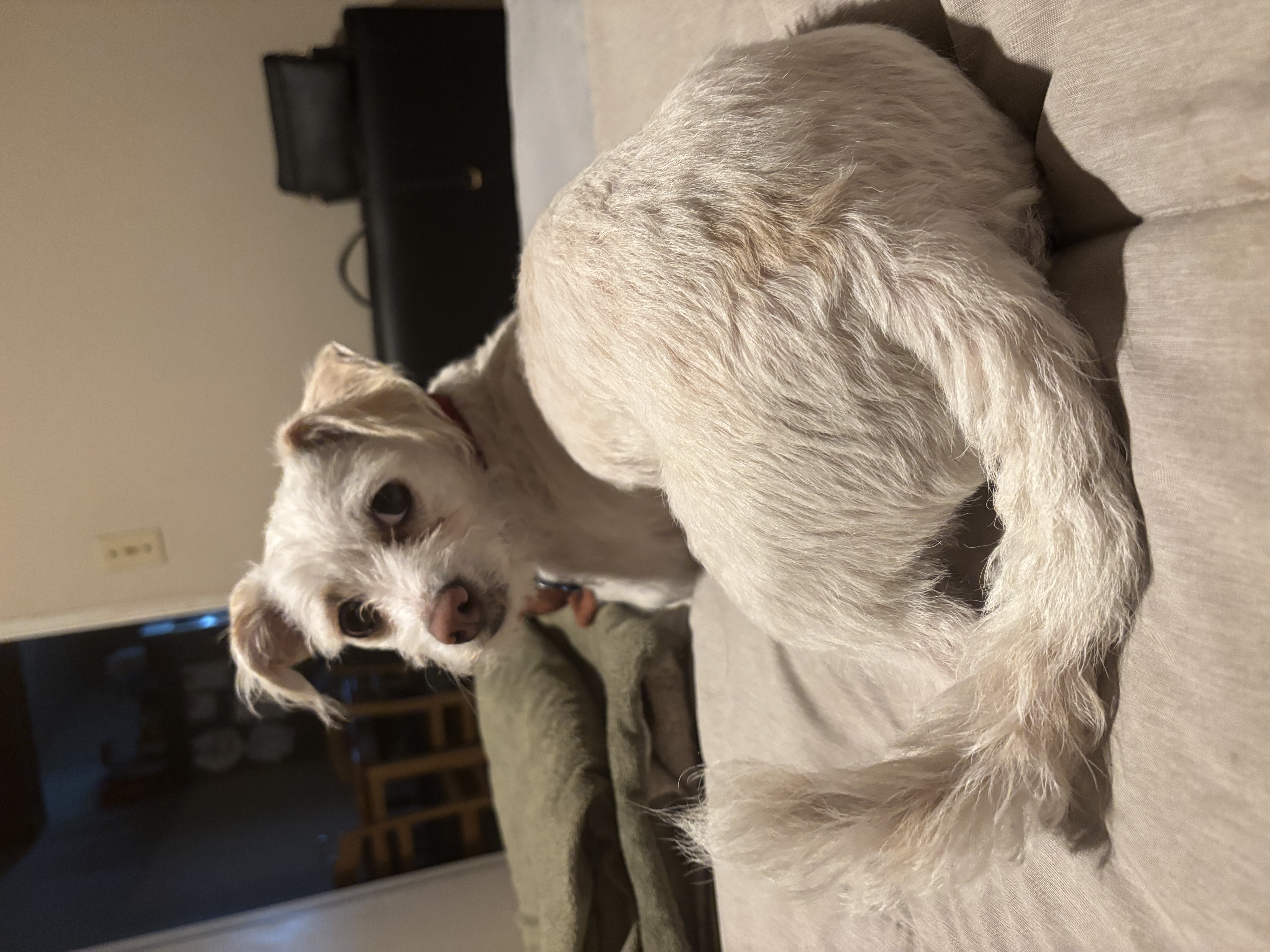 Pet Profile Image