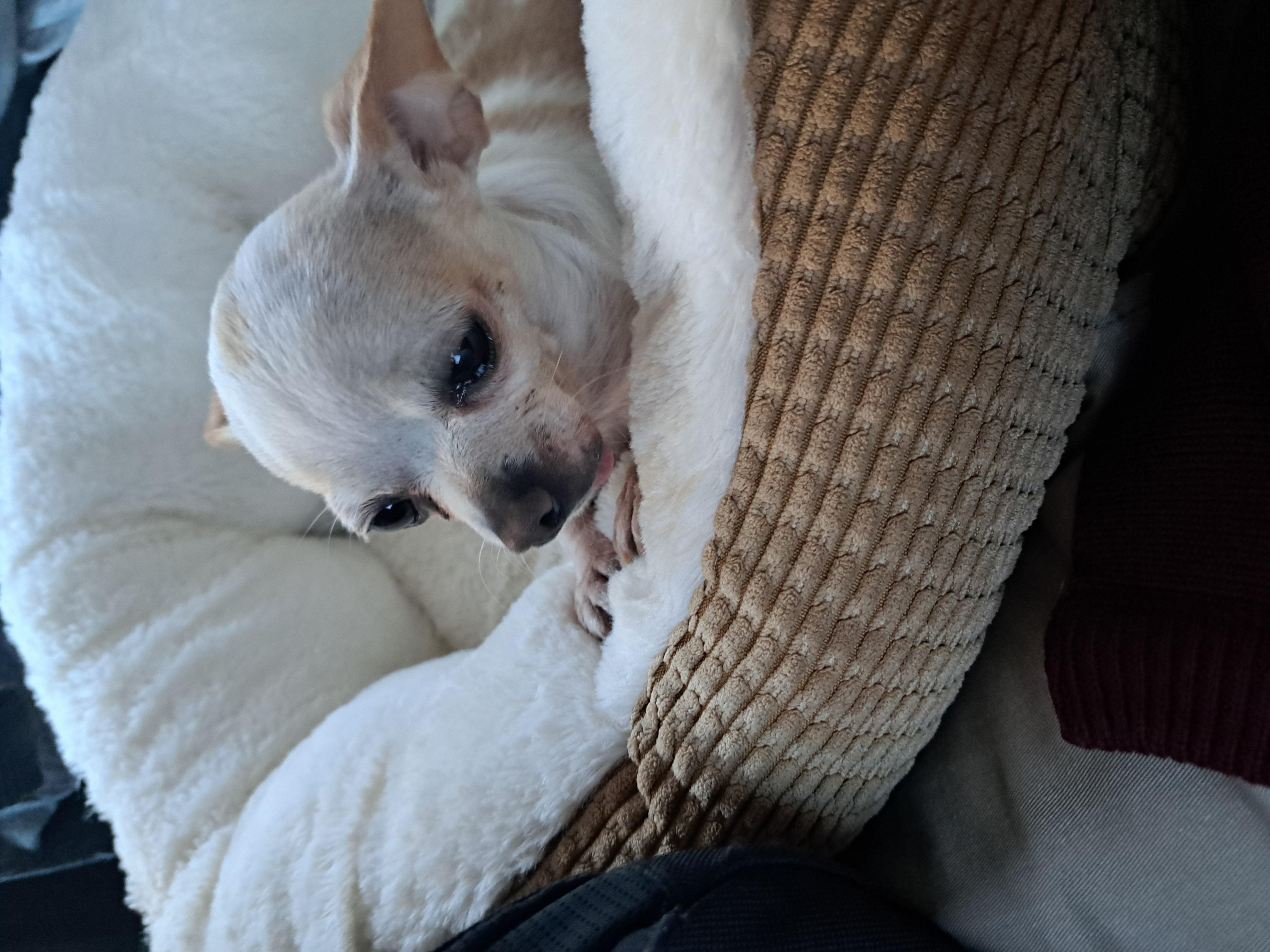 Pet Profile Image