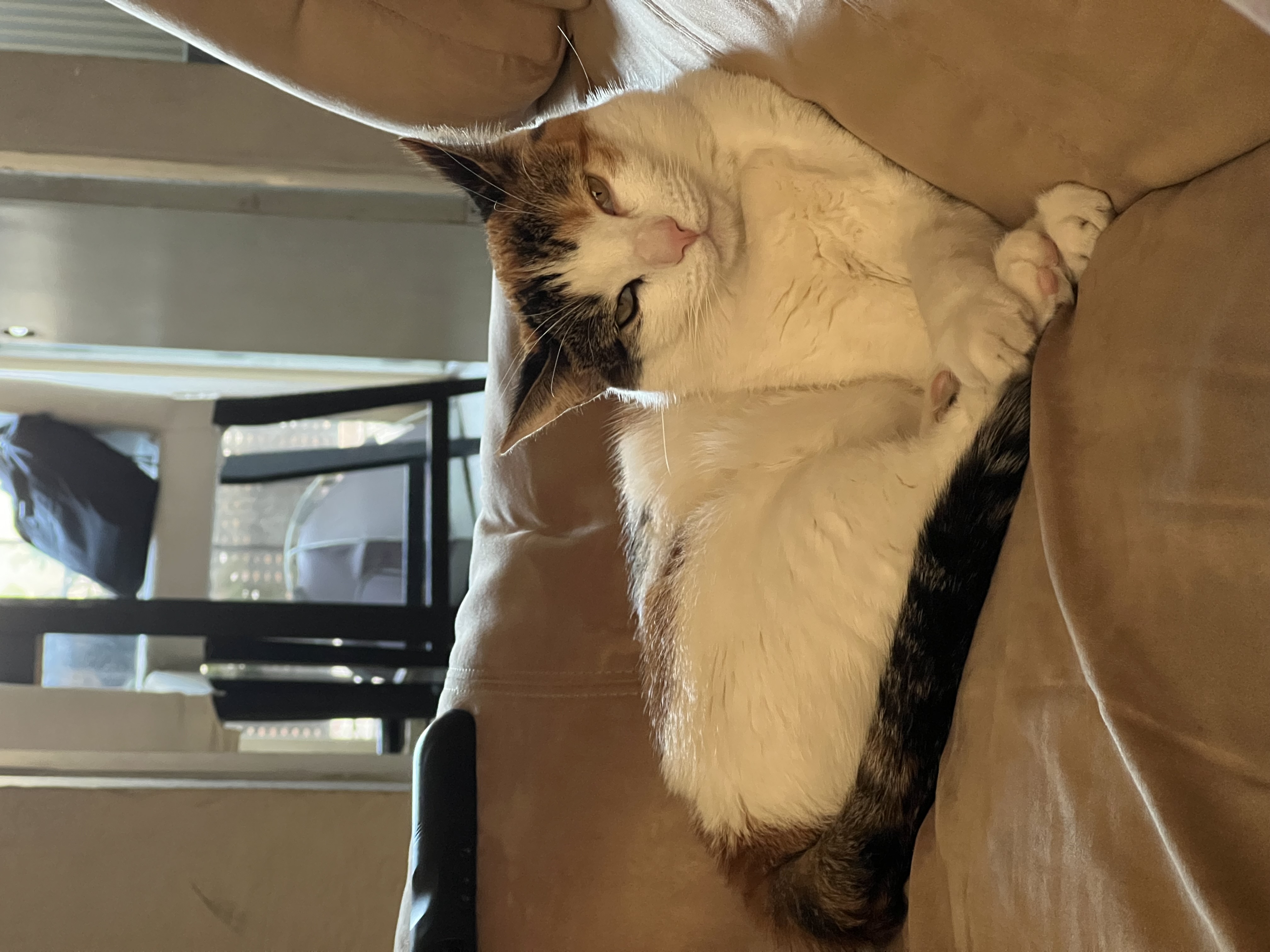 Pet Profile Image