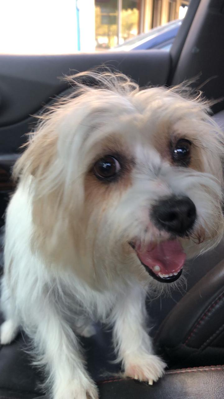 Pet Profile Image