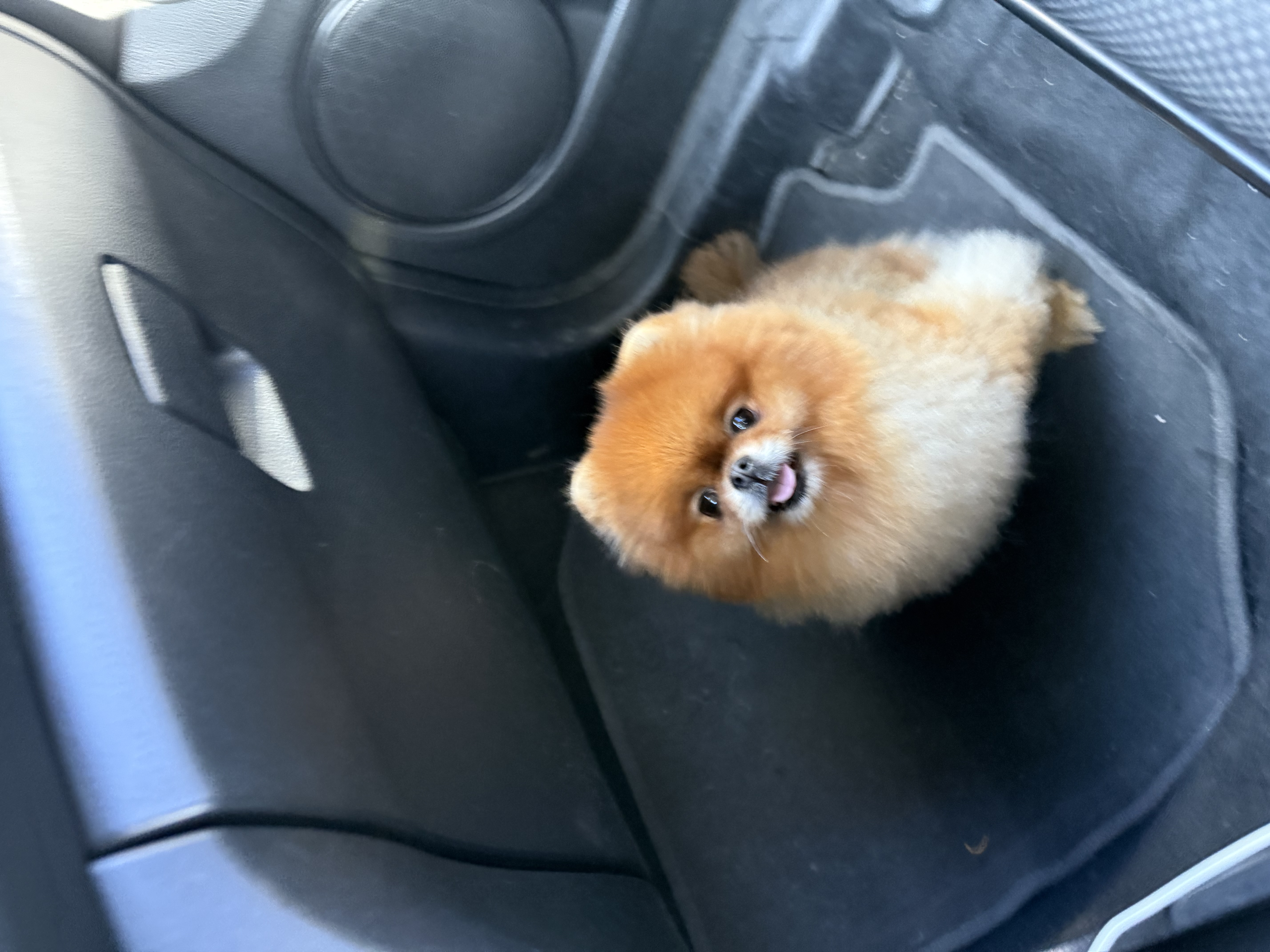 Pet Profile Image