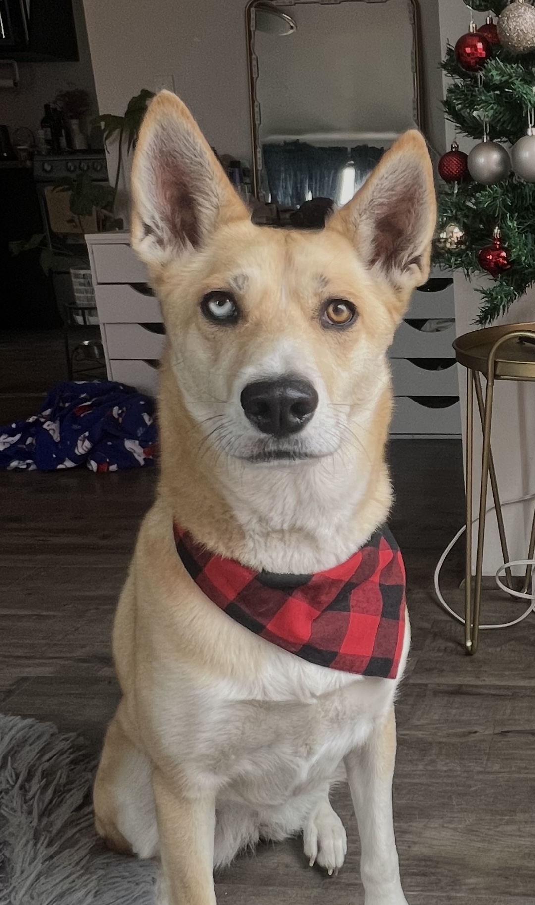 Pet Profile Image