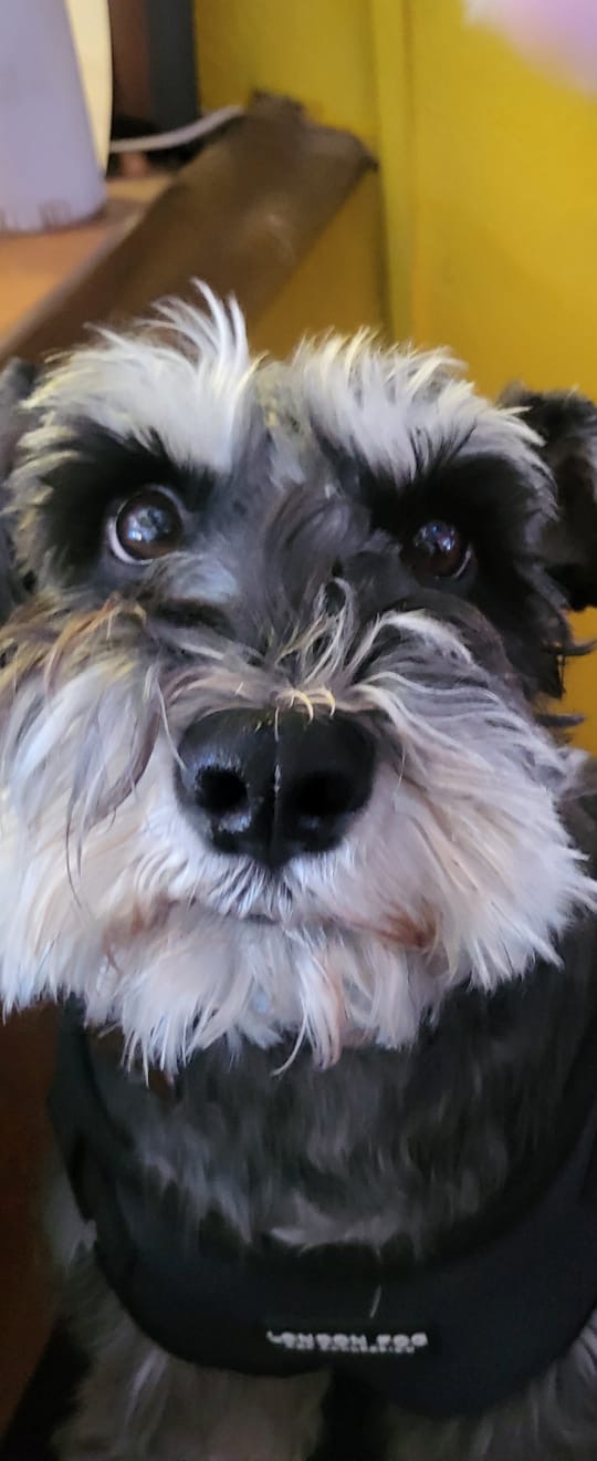 Pet Profile Image