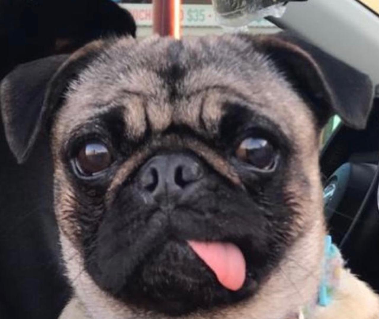 Pet Profile Image