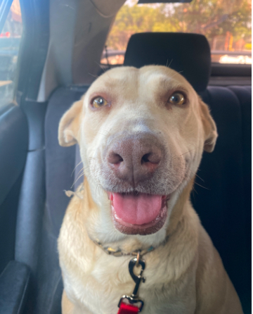 Pet Profile Image
