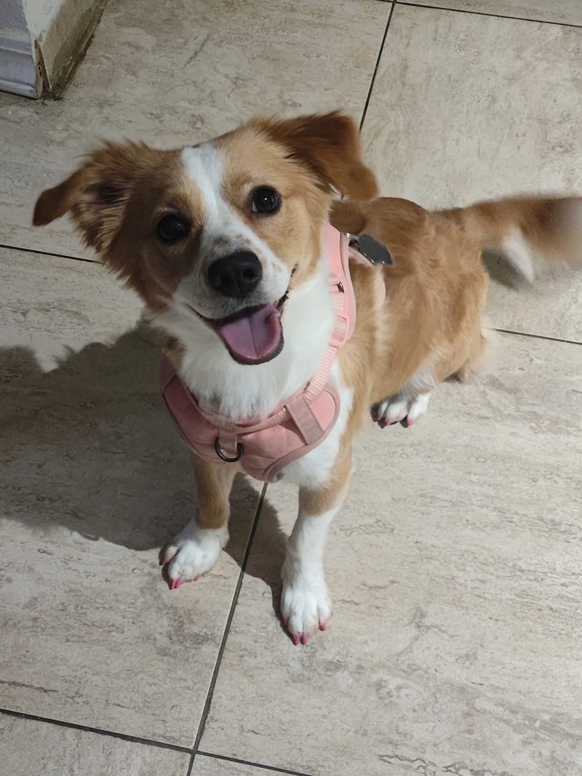 Pet Profile Image