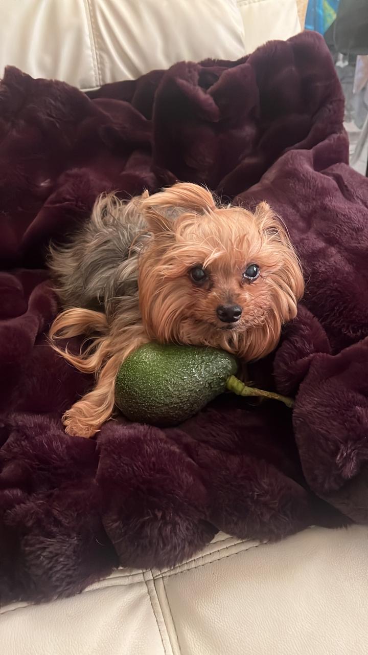 Pet Profile Image