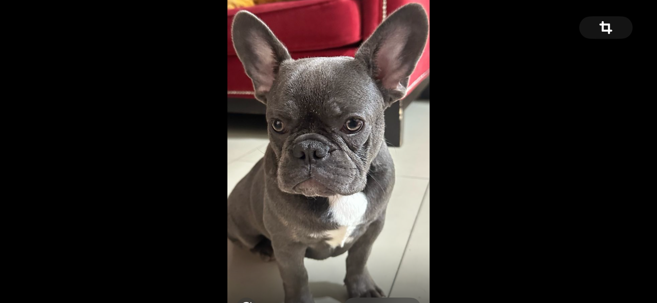 Pet Profile Image