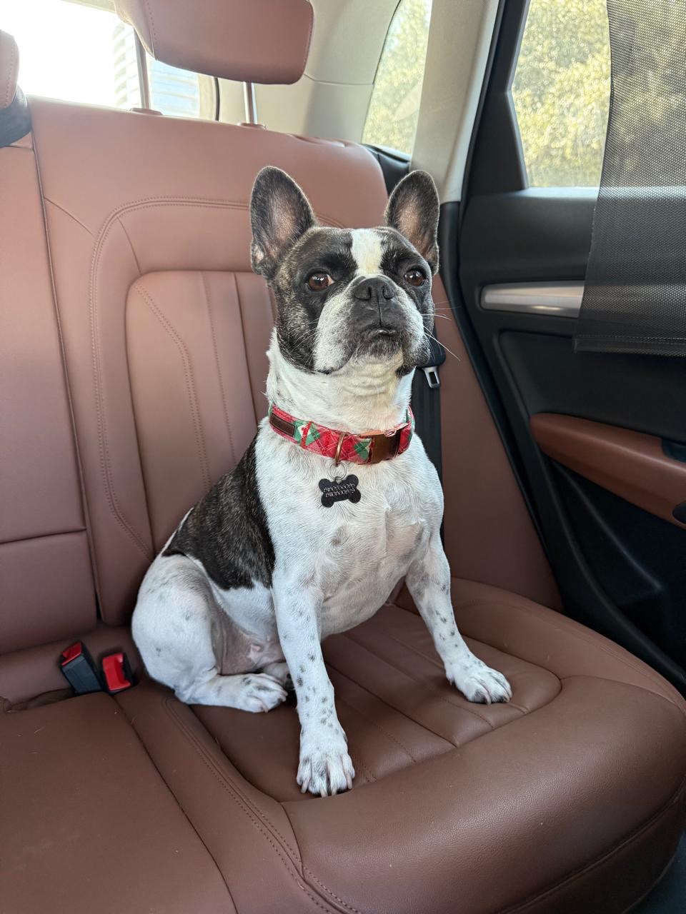 Pet Profile Image