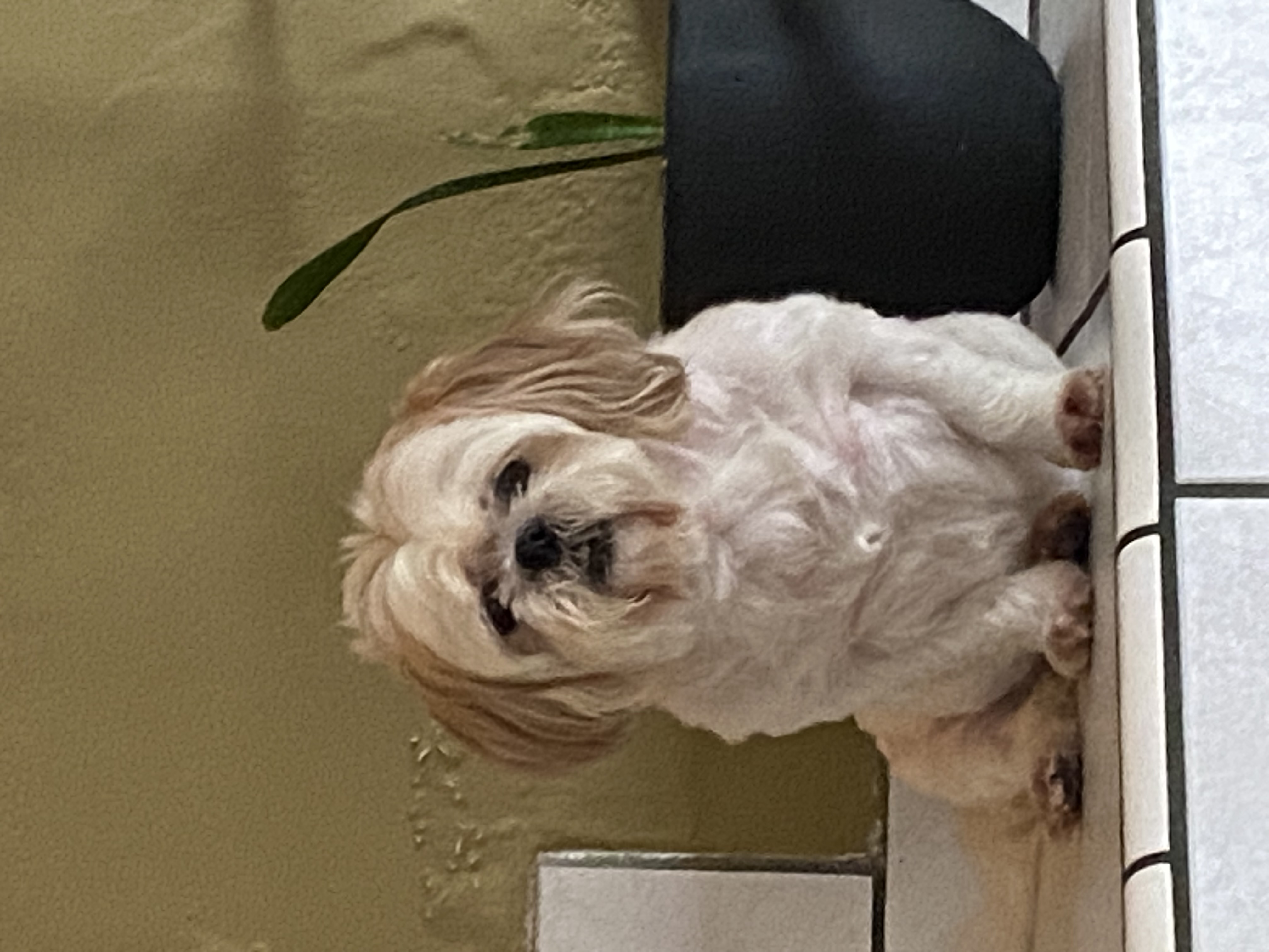 Pet Profile Image