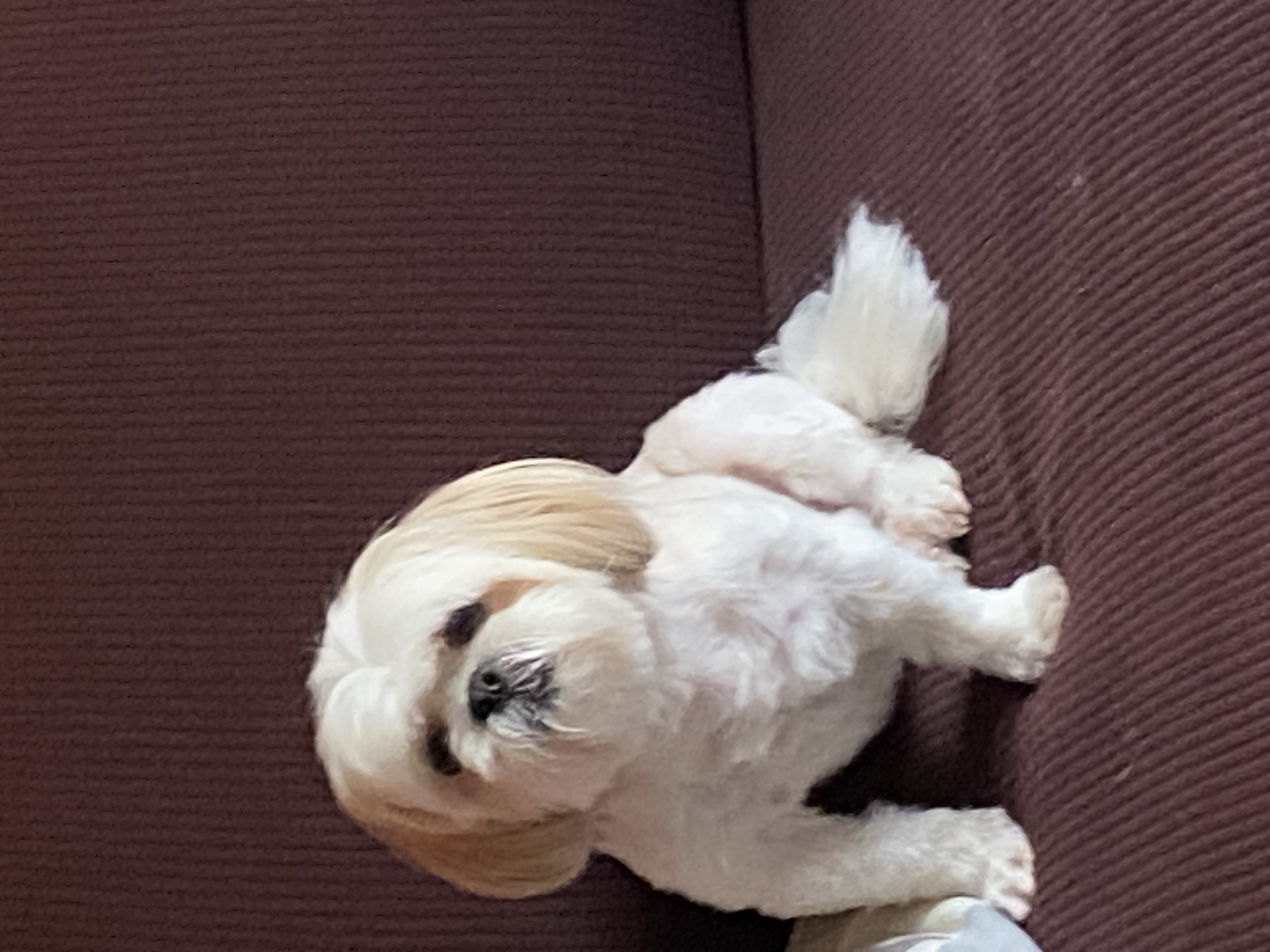Pet Profile Image