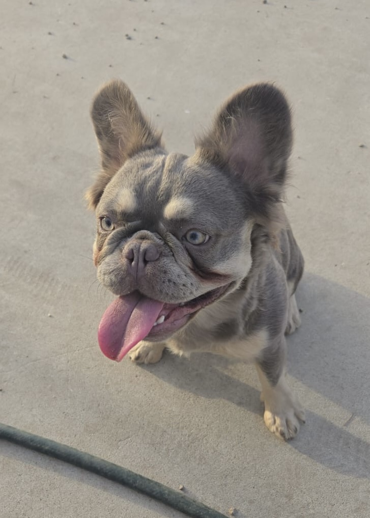 Pet Profile Image