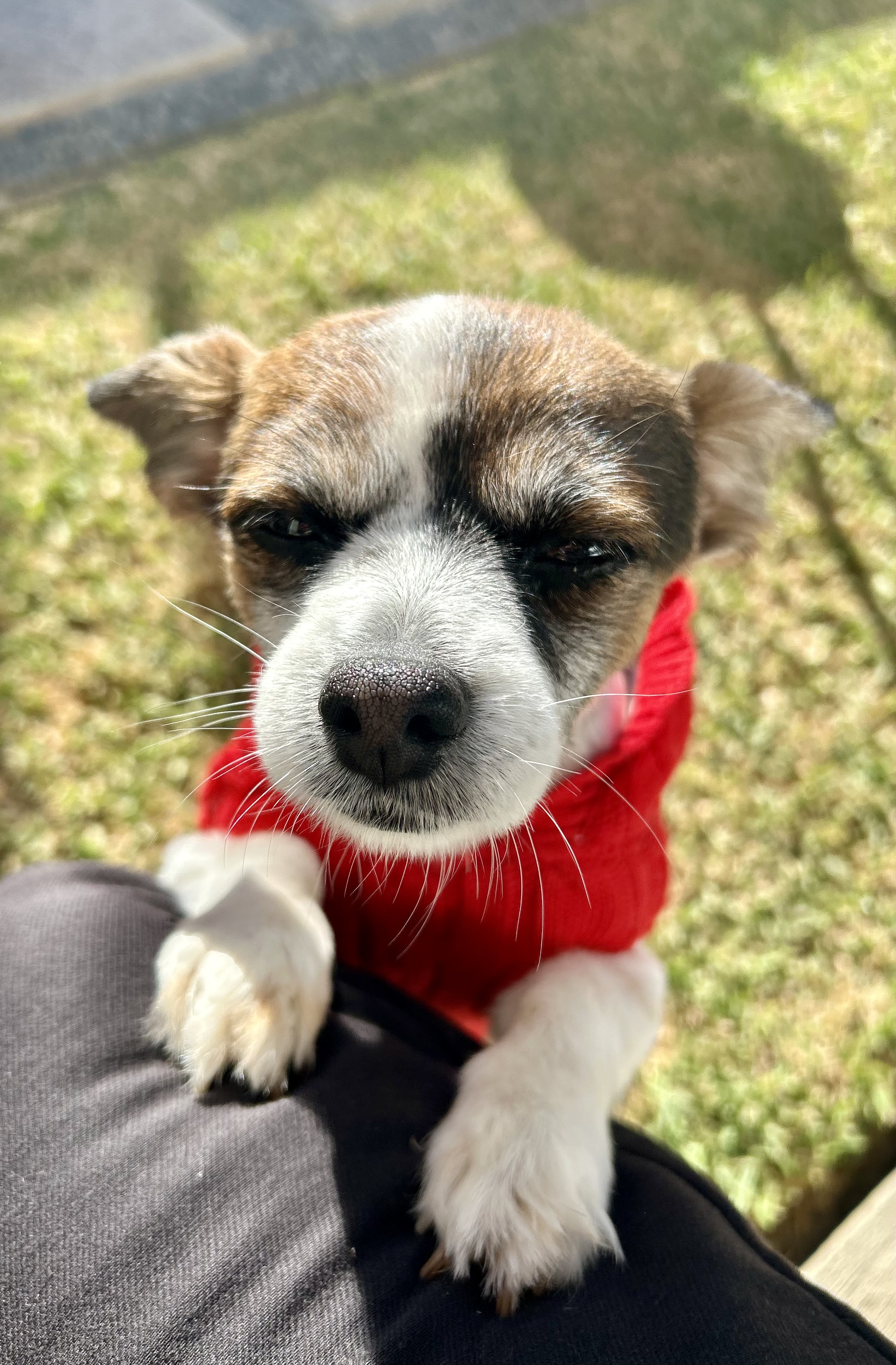 Pet Profile Image