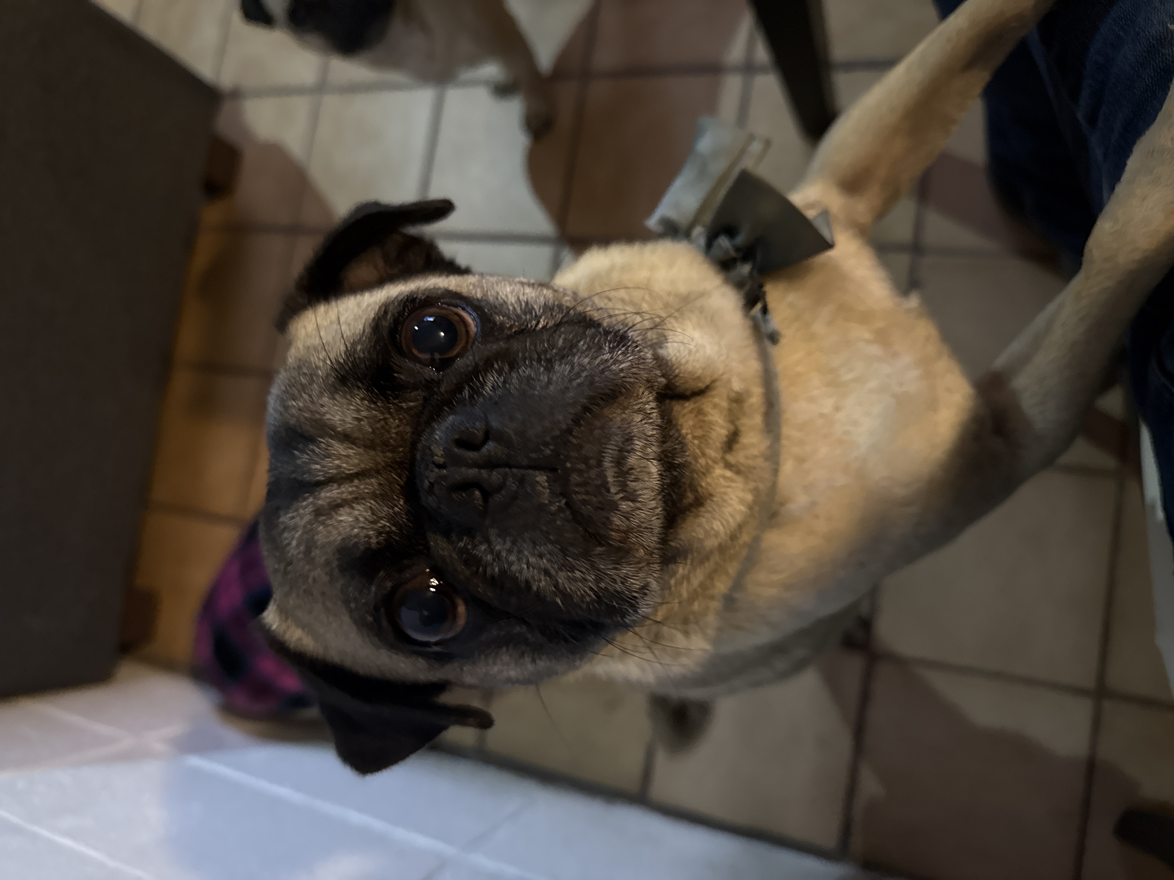 Pet Profile Image