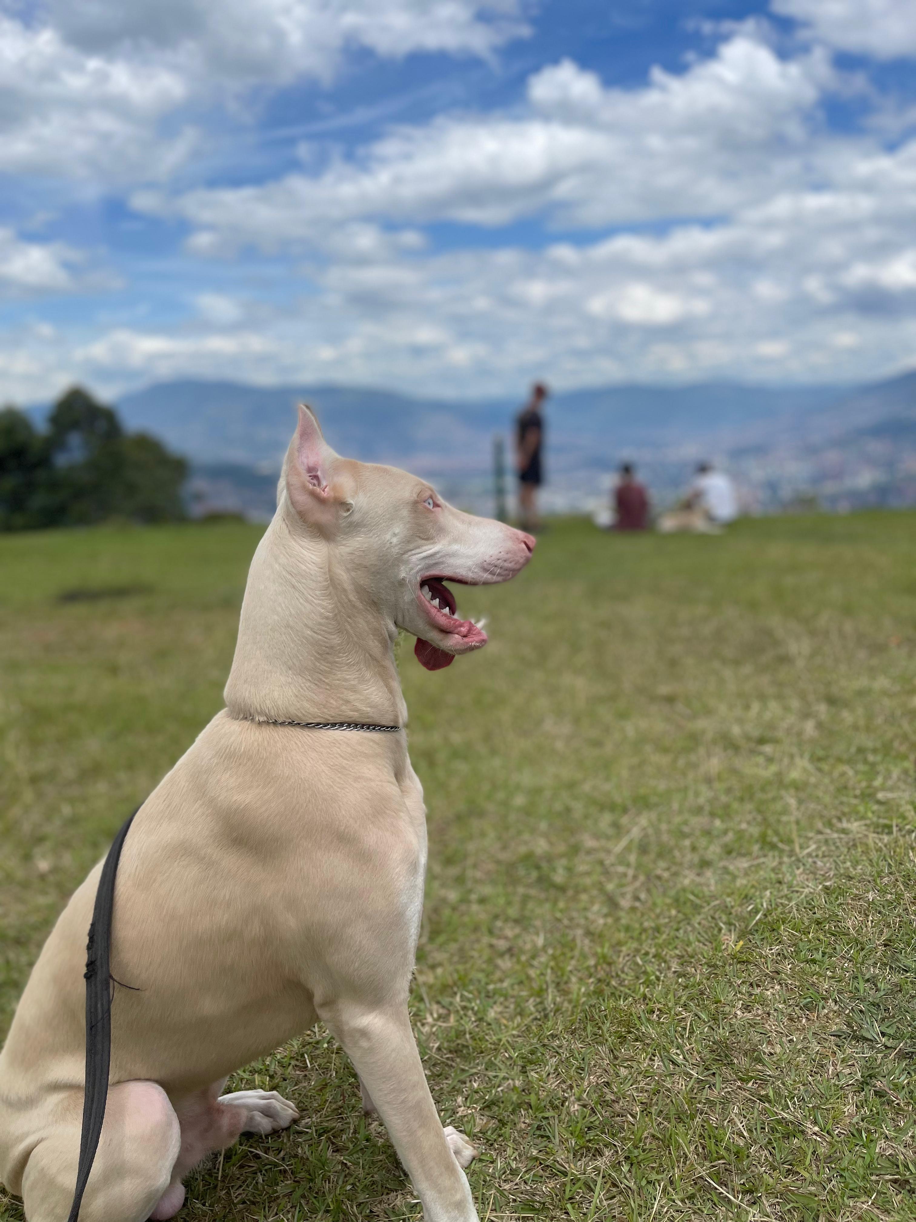 Pet Profile Image